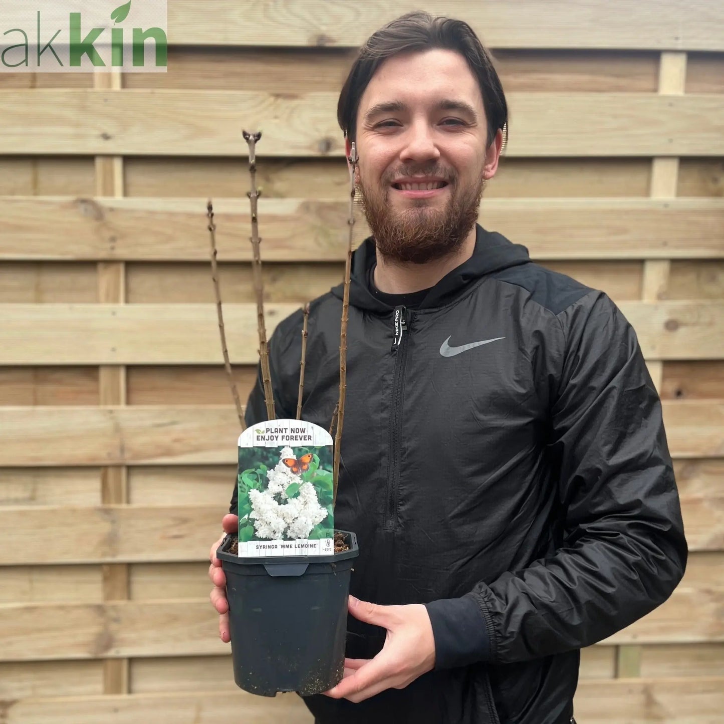 Syringa vulgaris 'Madame Lemoine' (Common Lilac) 2L One Click Plants