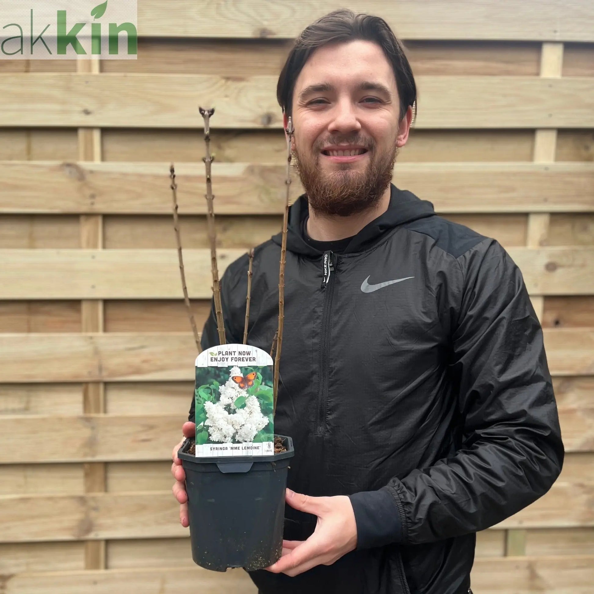 Syringa vulgaris 'Madame Lemoine' (Common Lilac) 2L One Click Plants