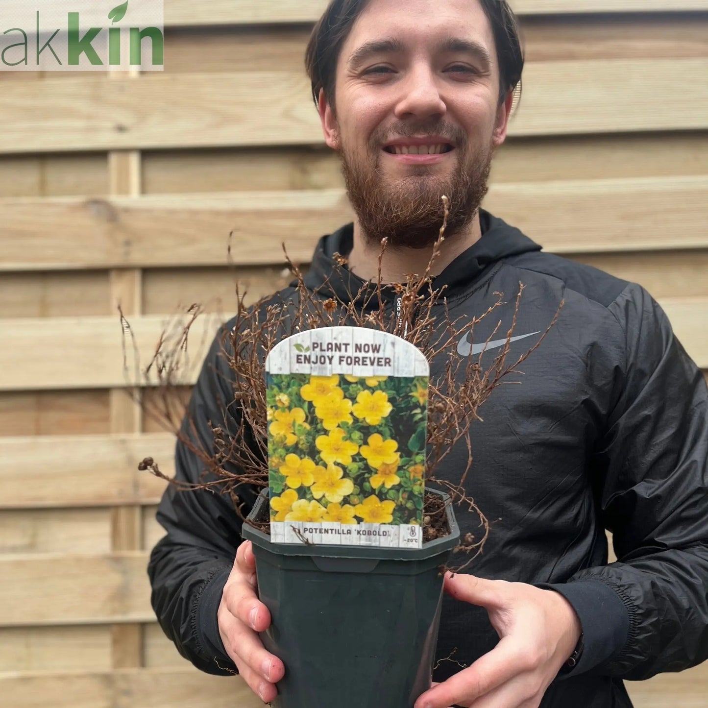 Potentilla fruticosa 'Kobold' 2L One Click Plants