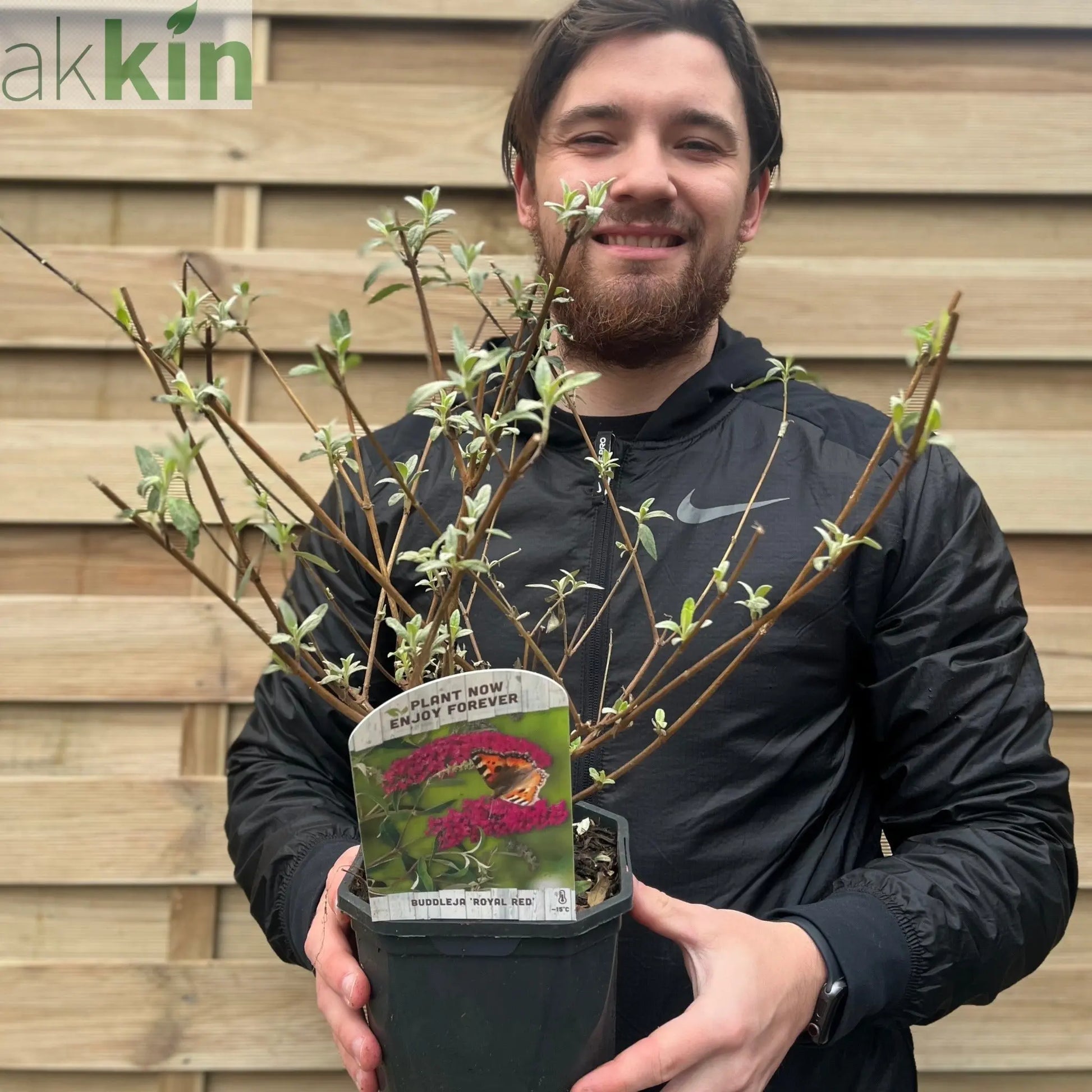 Buddleja davidii 'Royal Red' 1L / 2L One Click Plants