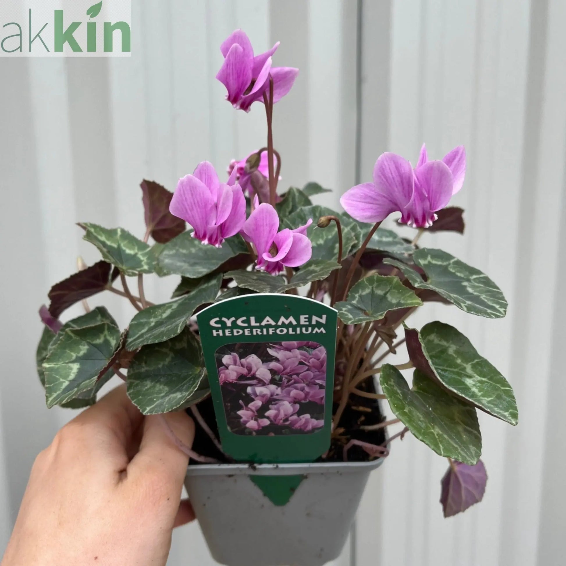 Hardy Cyclamen Pink (9cm Pot) One Click Plants