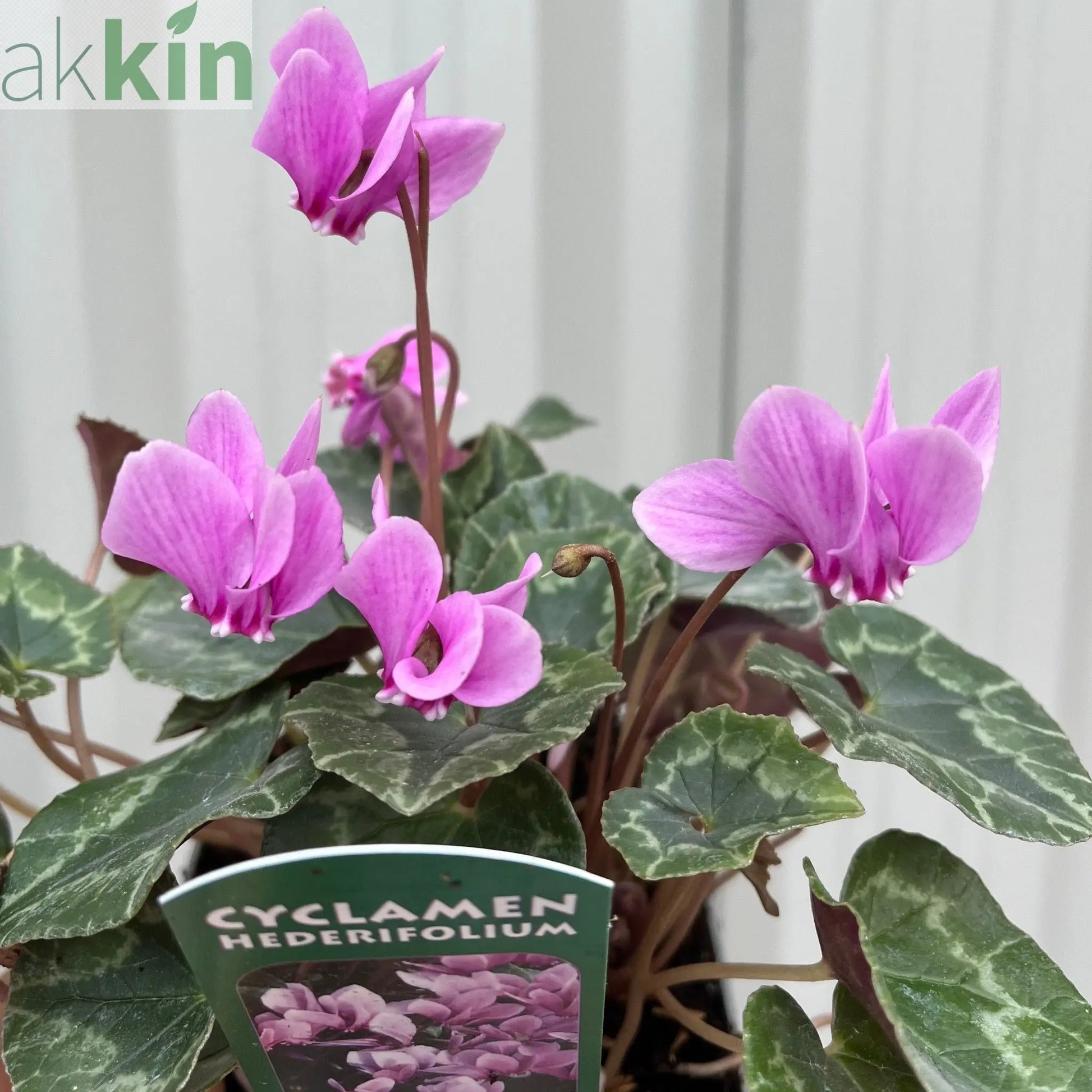Hardy Cyclamen Pink (9cm Pot) One Click Plants