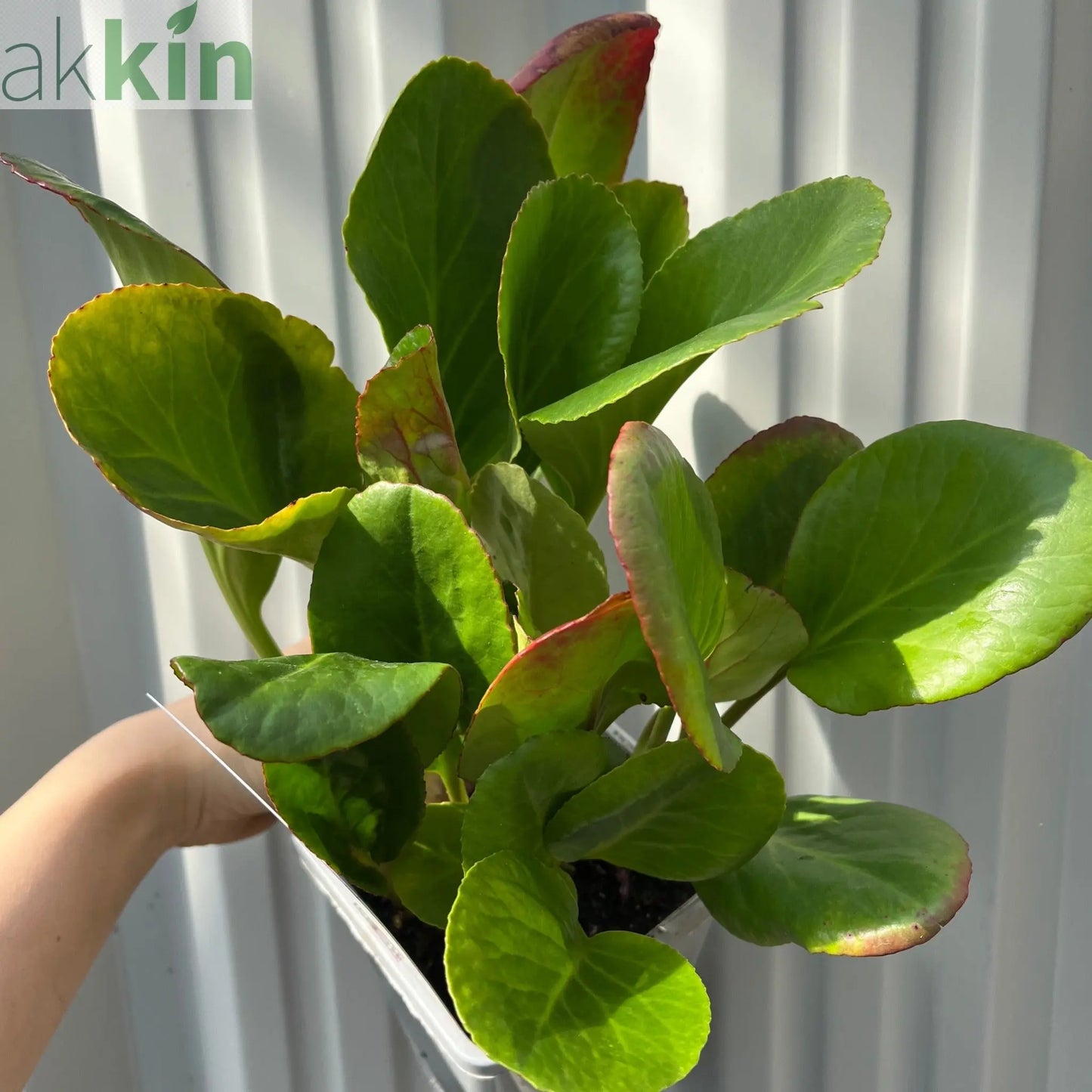 Bergenia cordifolia 'Purpurea' (Elephant's Ears) - Two sizes available One Click Plants