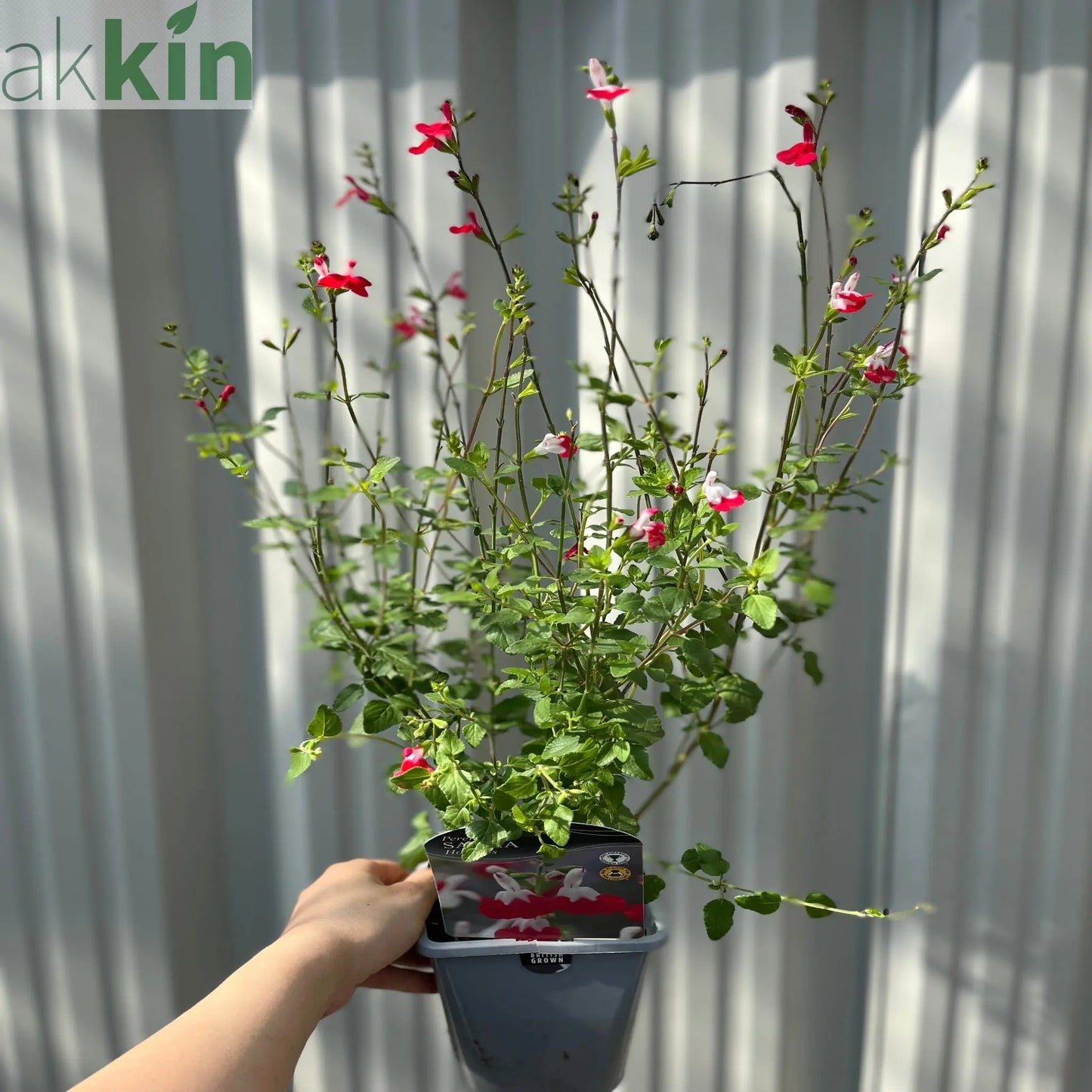 Salvia 'Hot Lips' 9cm/2L One Click Plants