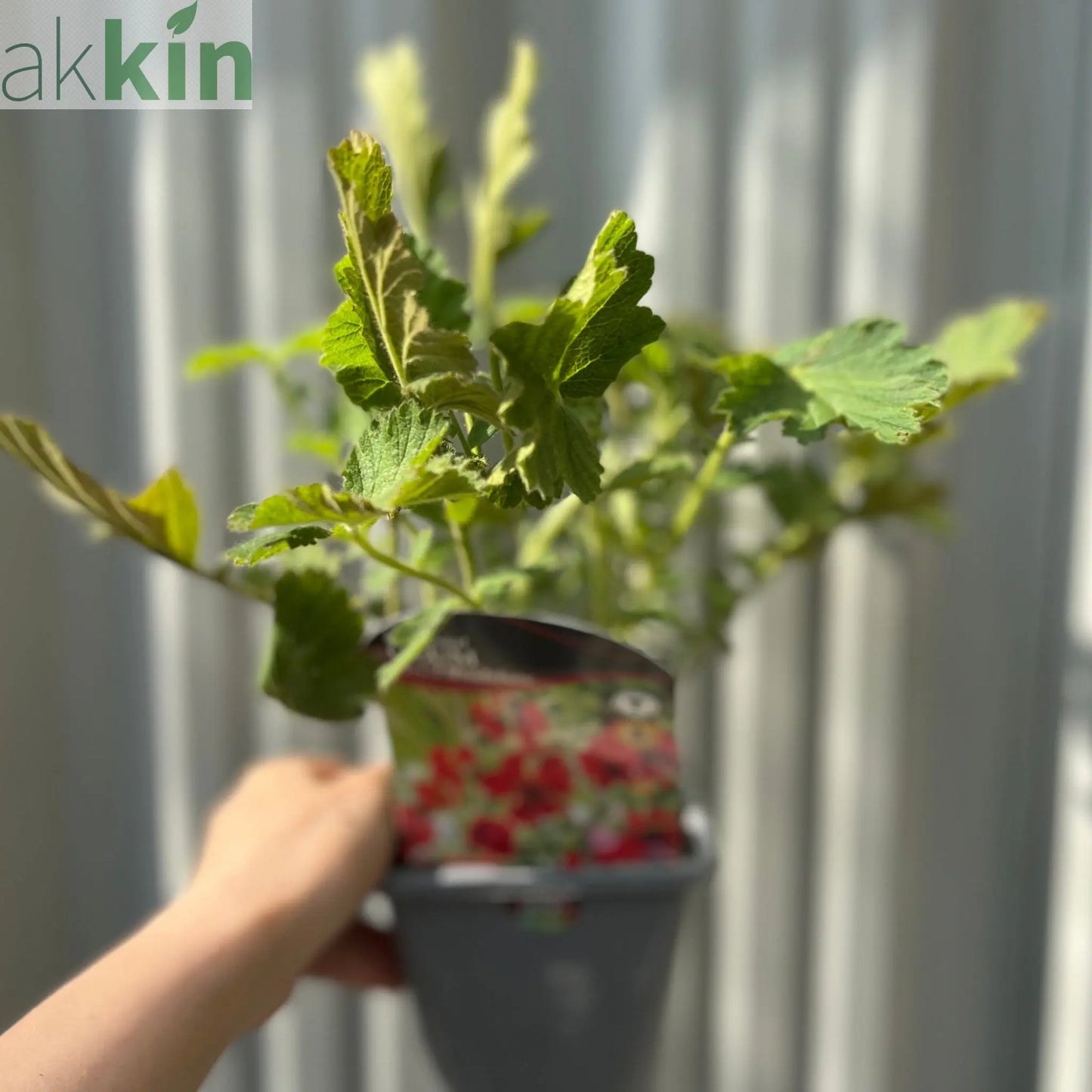 Geum 'Mrs Bradshaw' 9cm/1.5L/3L Pot One Click Plants