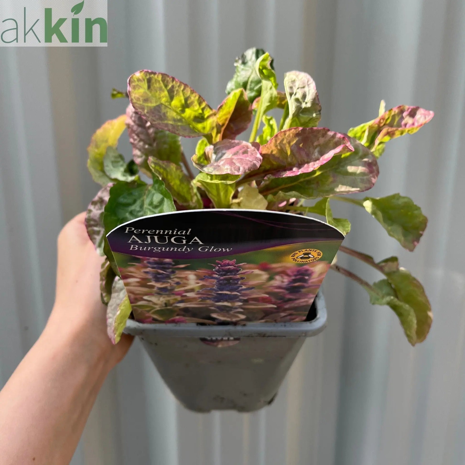 Ajuga 'Burgundy Glow' 1.5L One Click Plants