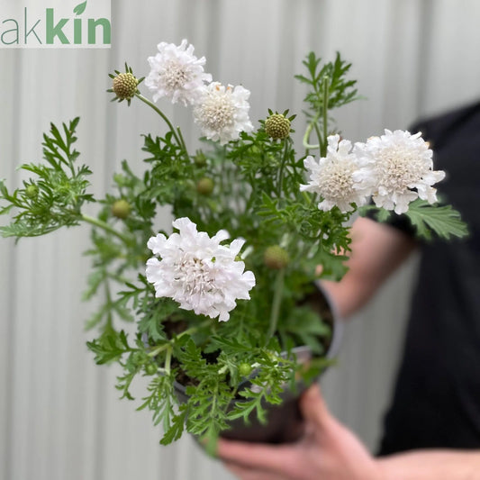 Scabious 'Kudo White' 9cm/2L One Click Plants