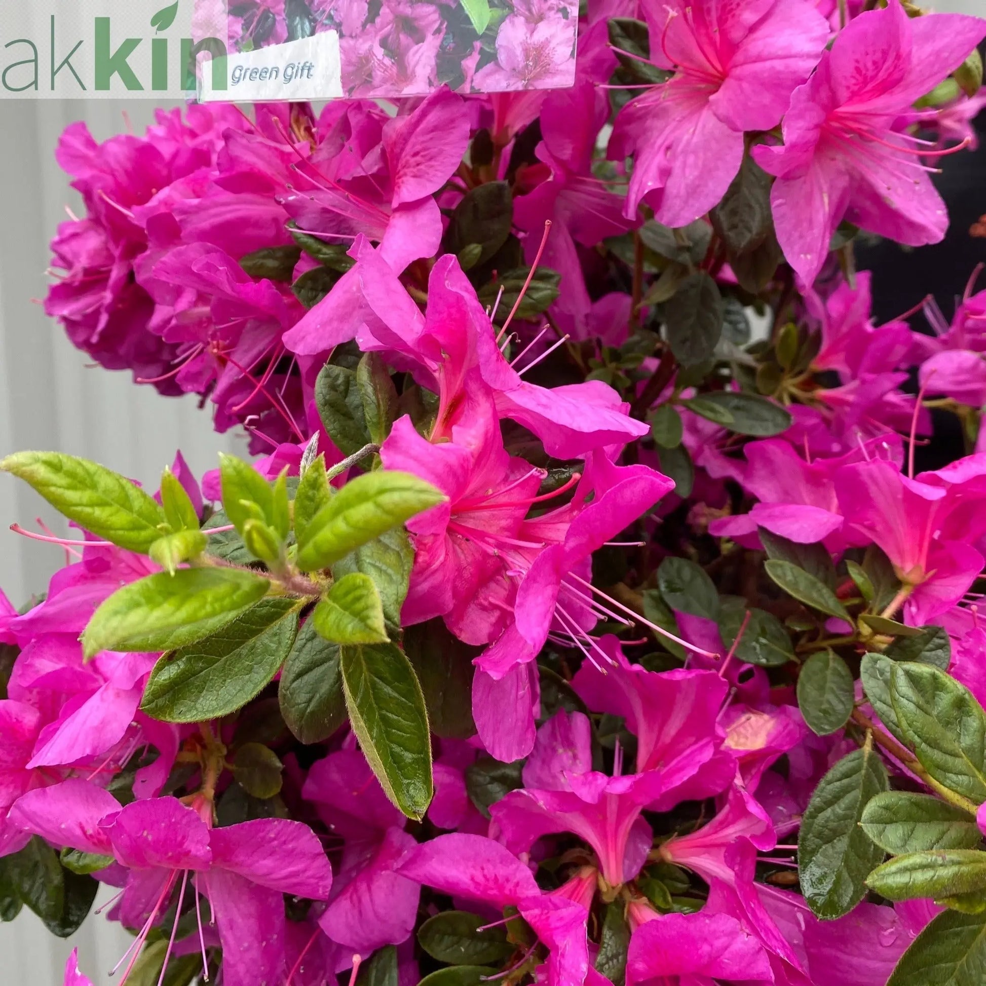 Azalea 'Koningstein' 10L One Click Plants