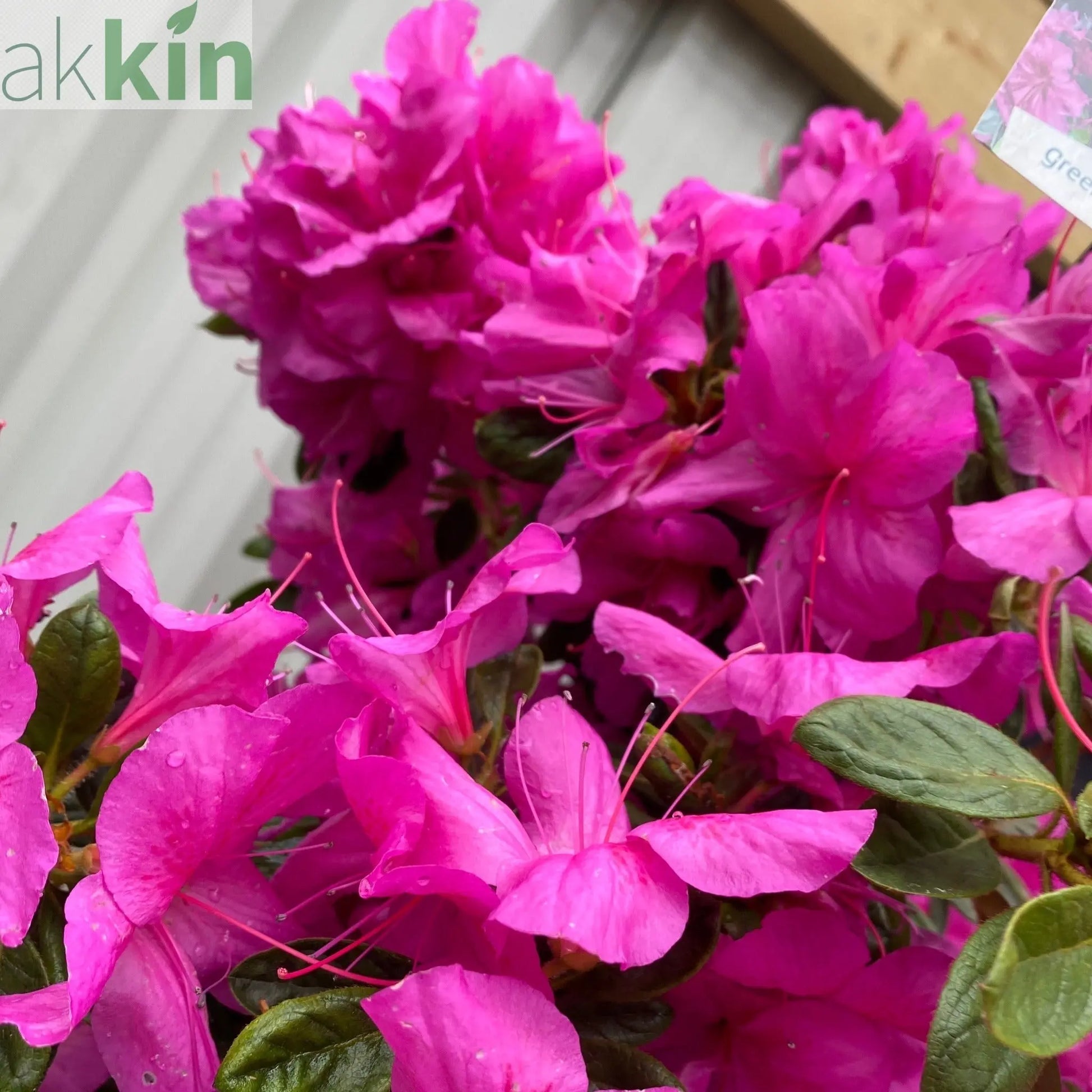 Azalea 'Koningstein' 10L One Click Plants