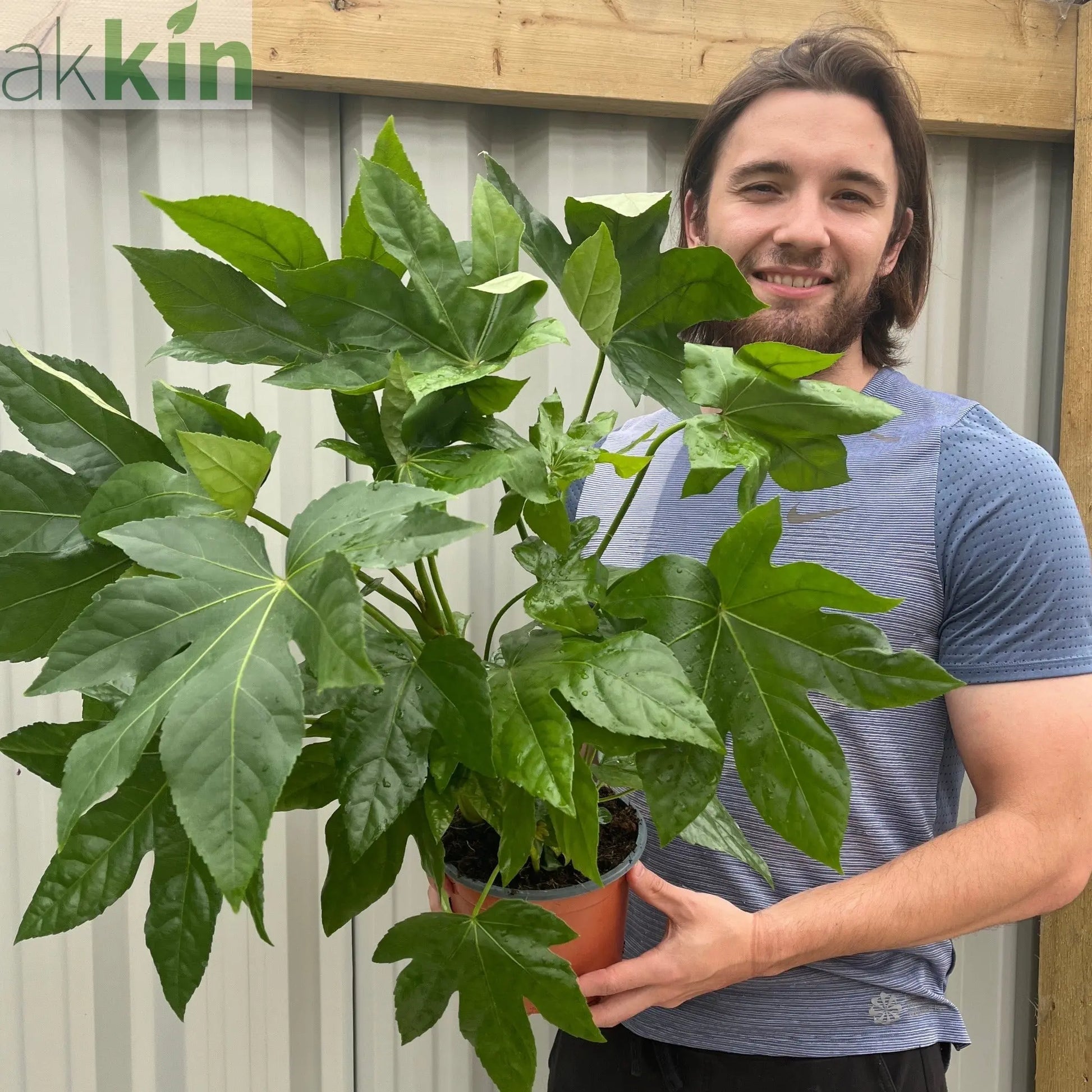 Fatsia japonica 9cm-5L One Click Plants