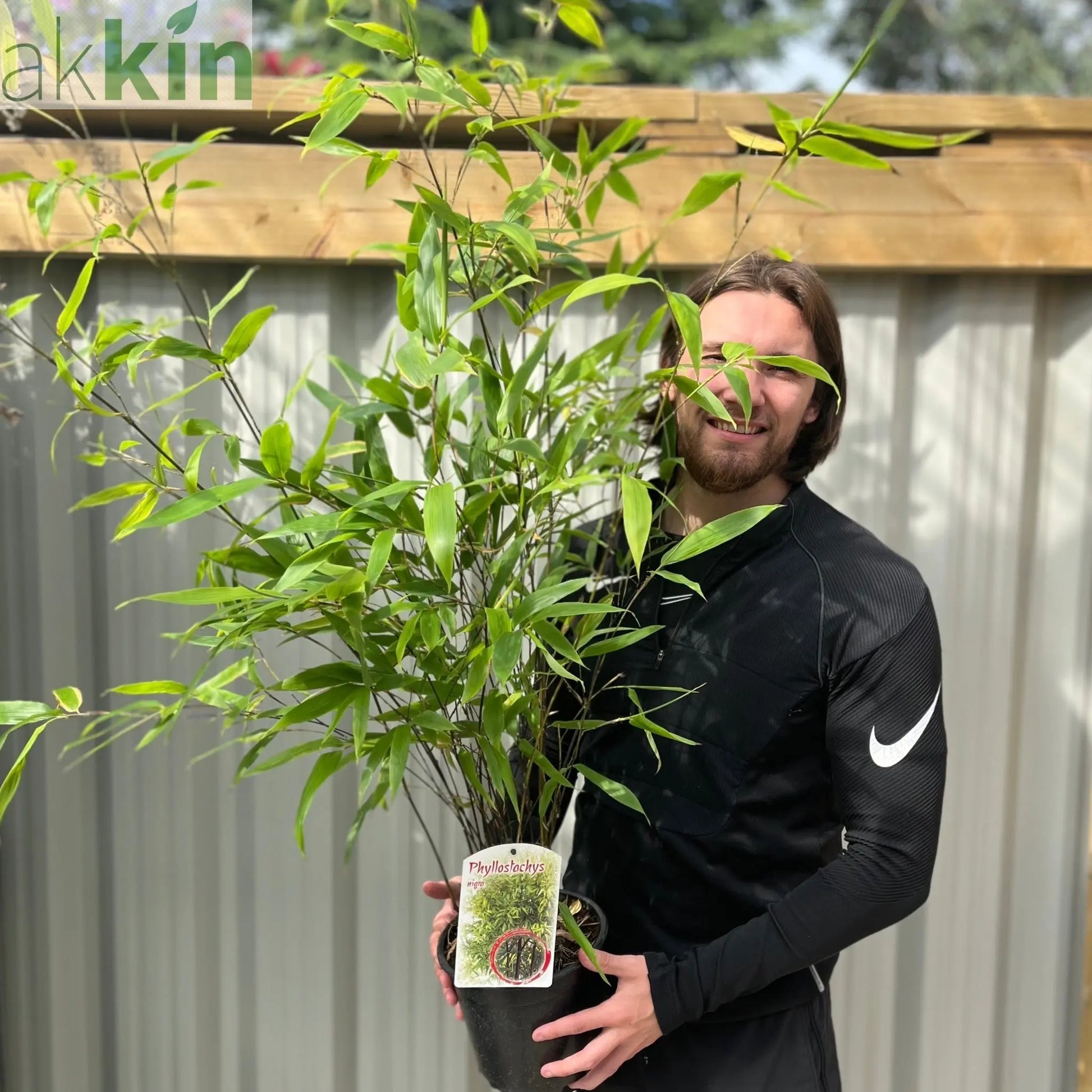 Phyllostachys nigra | Black Bamboo 80-90cm (Multi-Buy Offers) One Click Plants