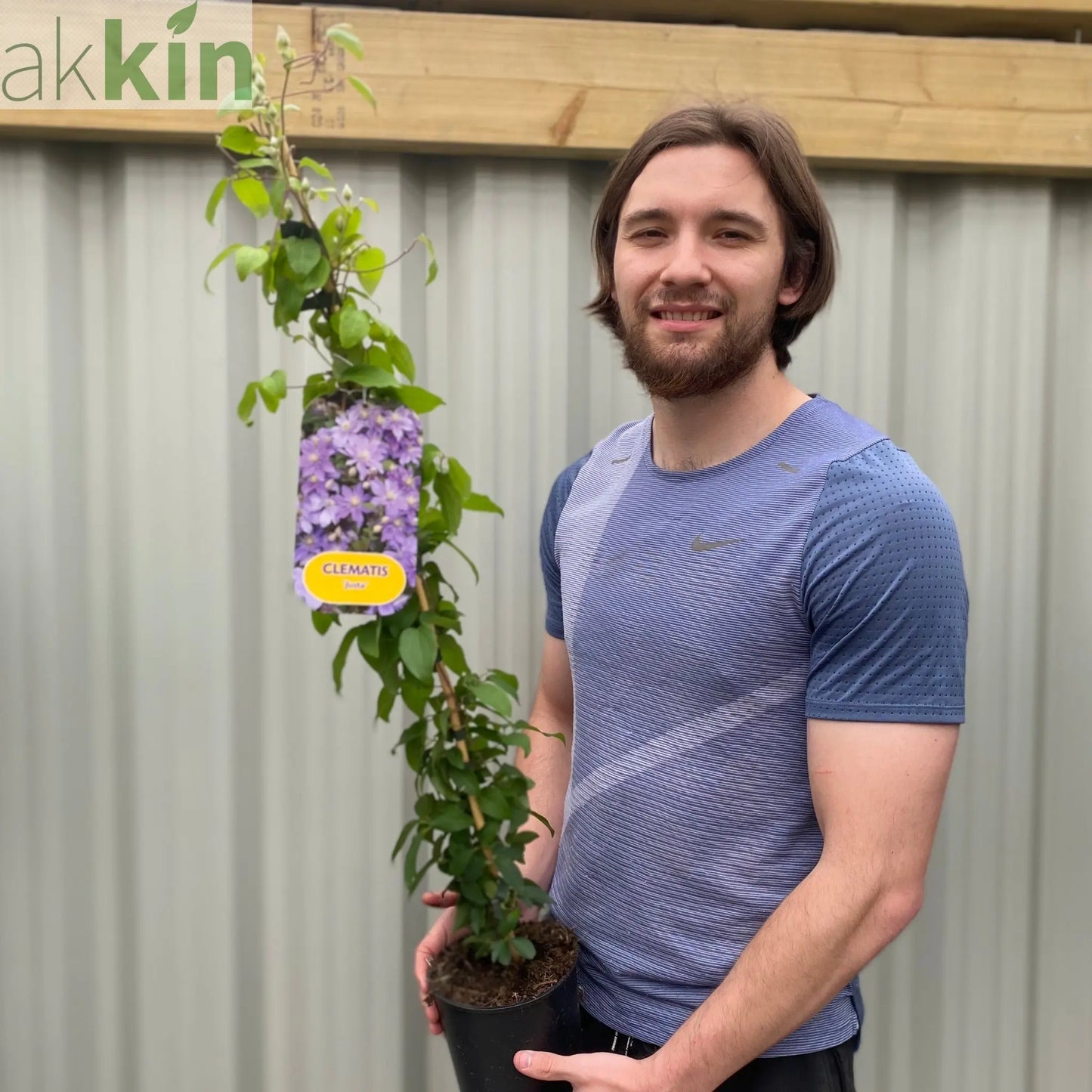 Clematis 'Justa' (80cm Cane) One Click Plants