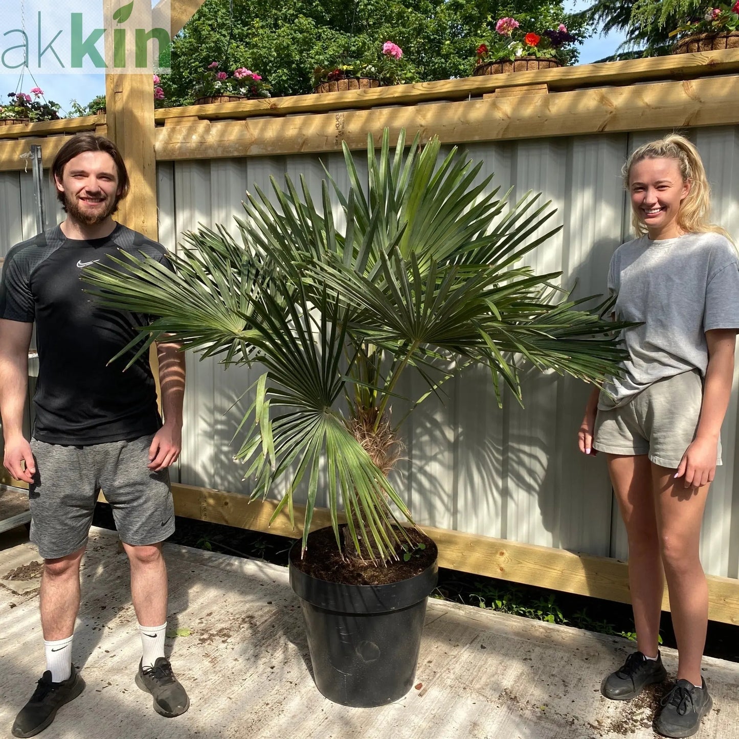 Trachycarpus Fortunei (160-80cm/ TRUNK 40-50cm) 25L One Click Plants