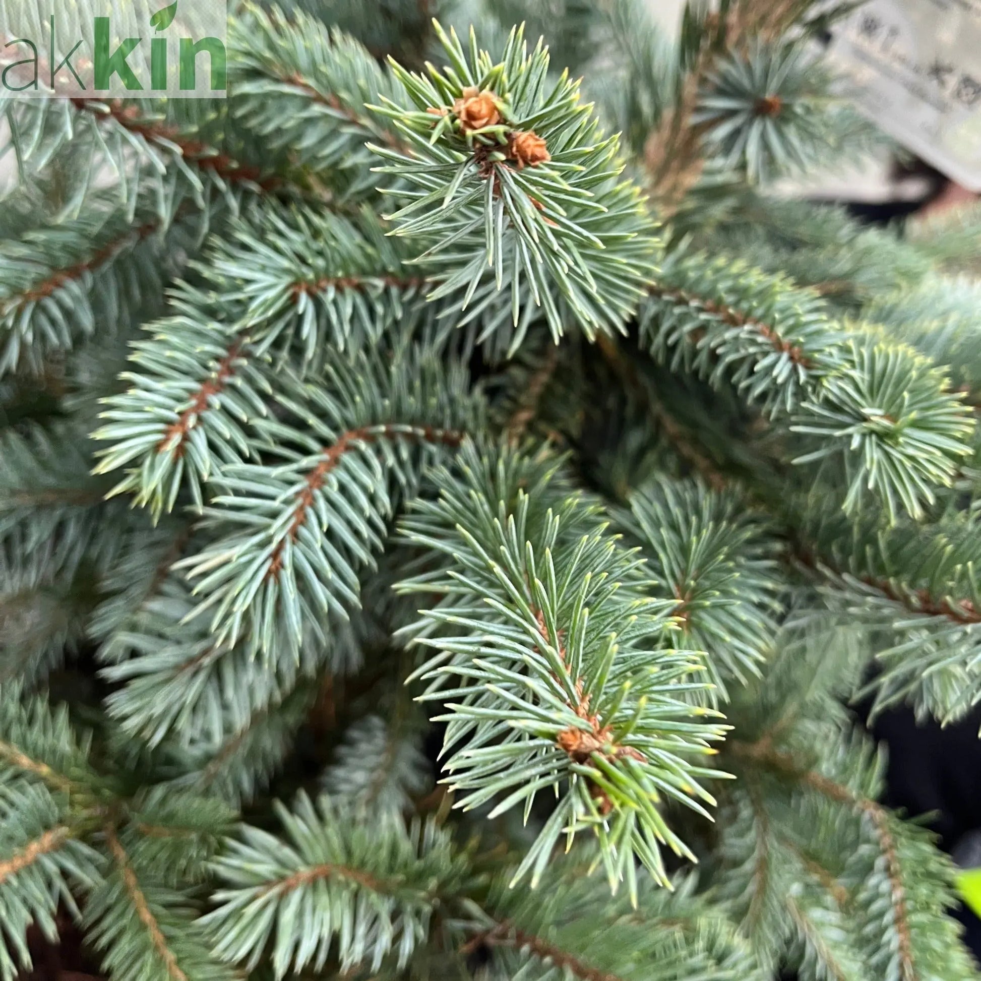 Potgrown Real Christmas Tree | Picea pungens 'Super Blue' | 50-60cm One Click Plants