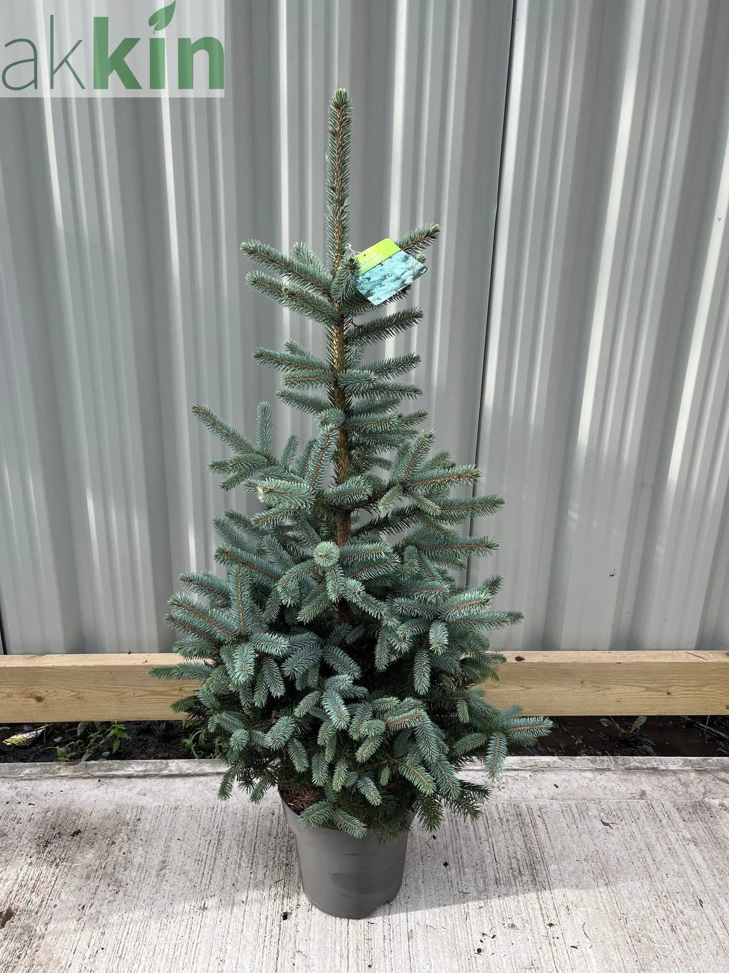 Potted Real Christmas Tree | Picea pungens Super Blue | 70-80cm One Click Plants