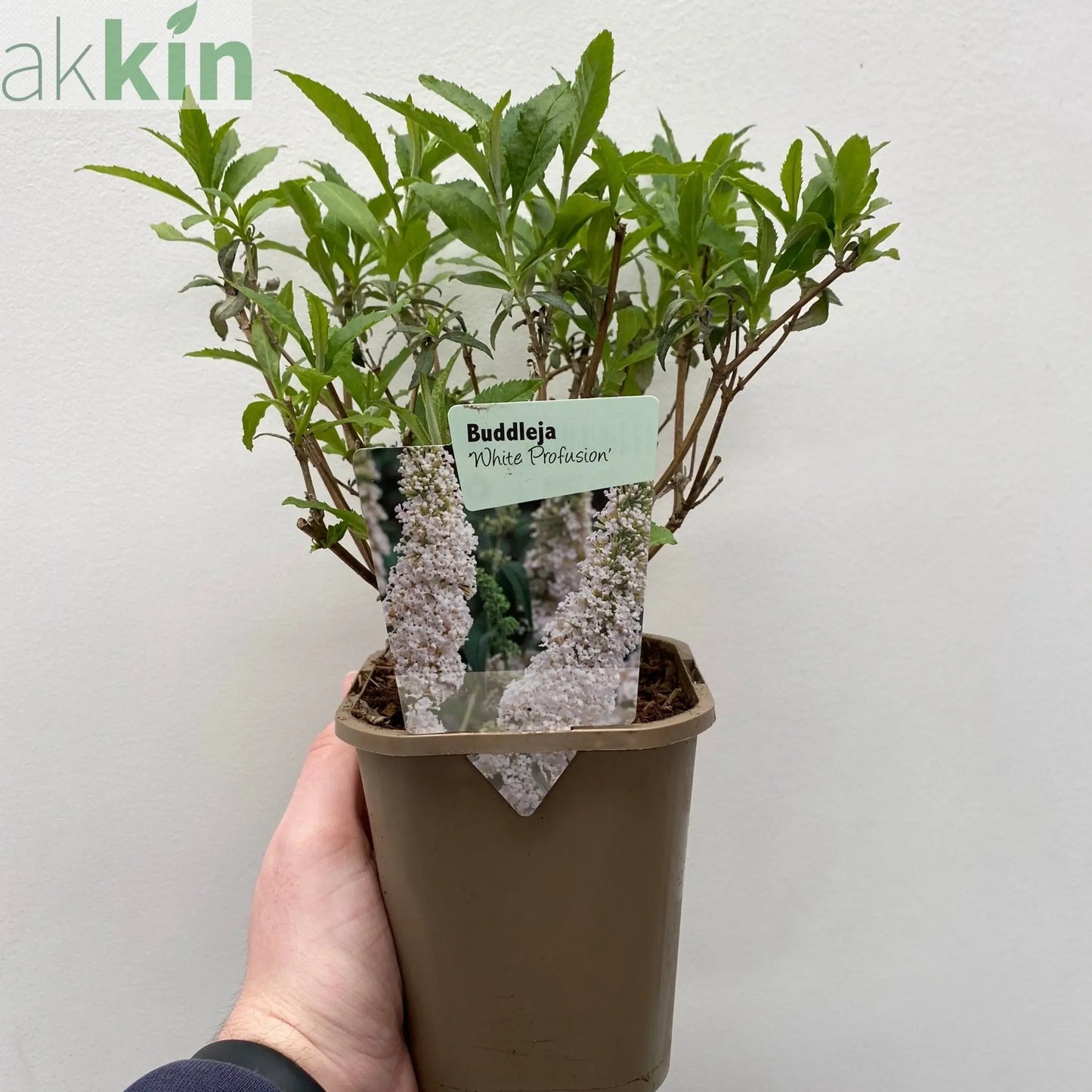 Buddleja davidii 'Manho White’ 1L / 2L One Click Plants