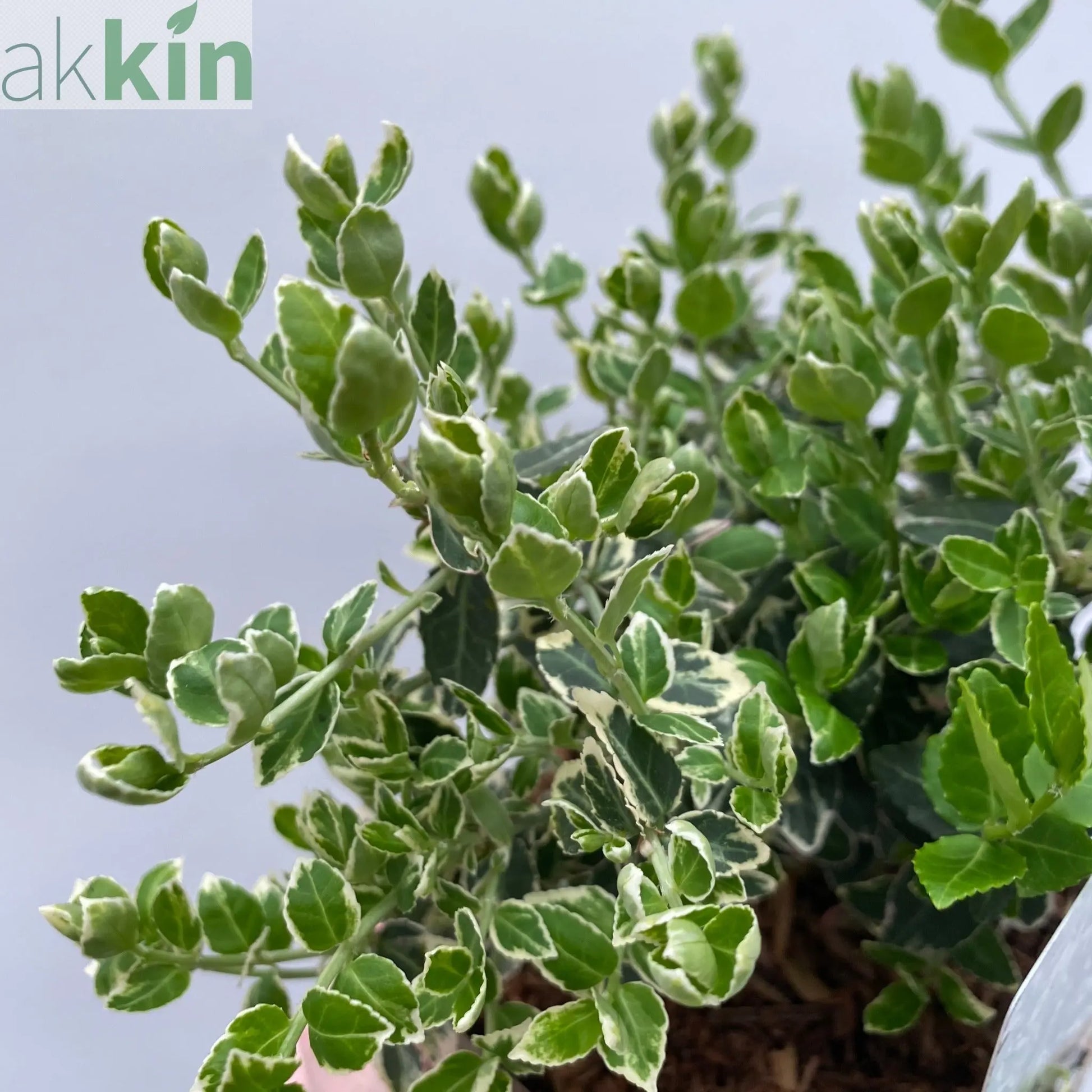 Euonymus fortunei ‘Emerald Gaiety’ 1L / 5L One Click Plants