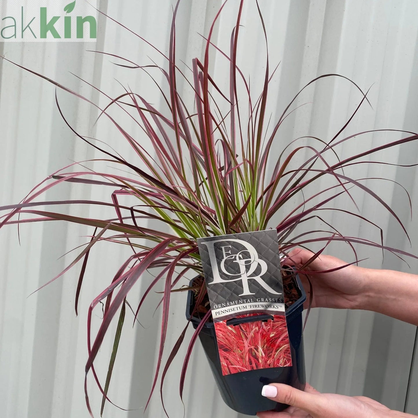 Pennisetum Fireworks Grass One Click Plants
