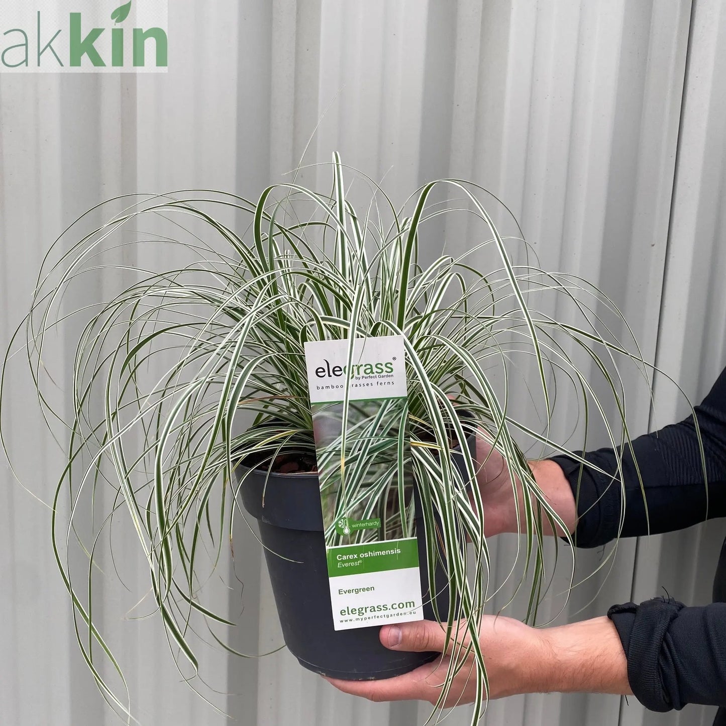Carex - Everest | Ornamental Grass 9cm / 1L / 2L One Click Plants