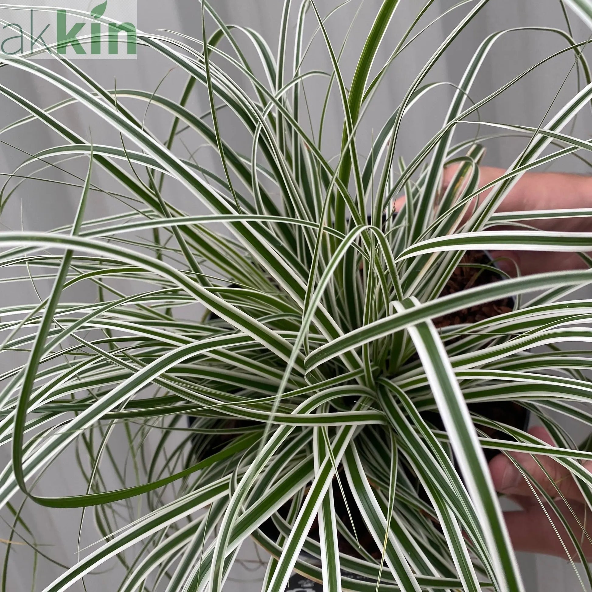 Carex - Everest | Ornamental Grass 9cm / 1L / 2L One Click Plants