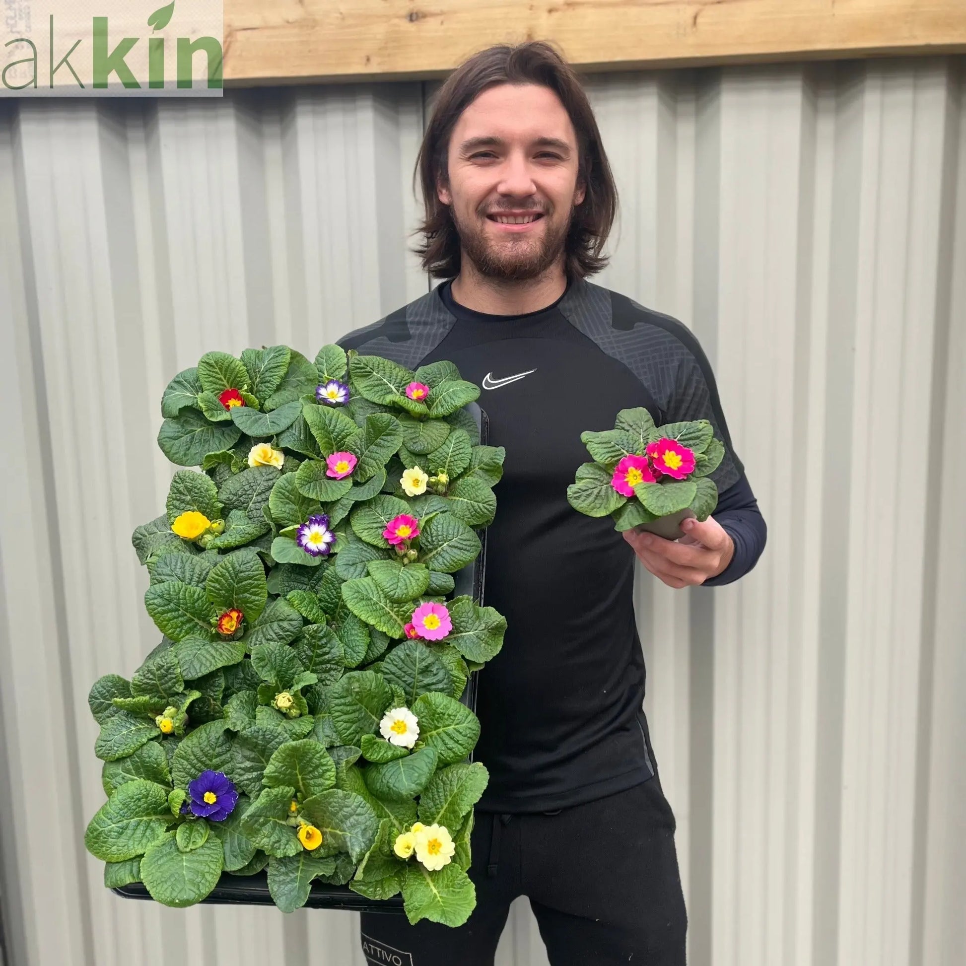 3 x 9cm Primula Pots | Primula/Primroses One Click Plants