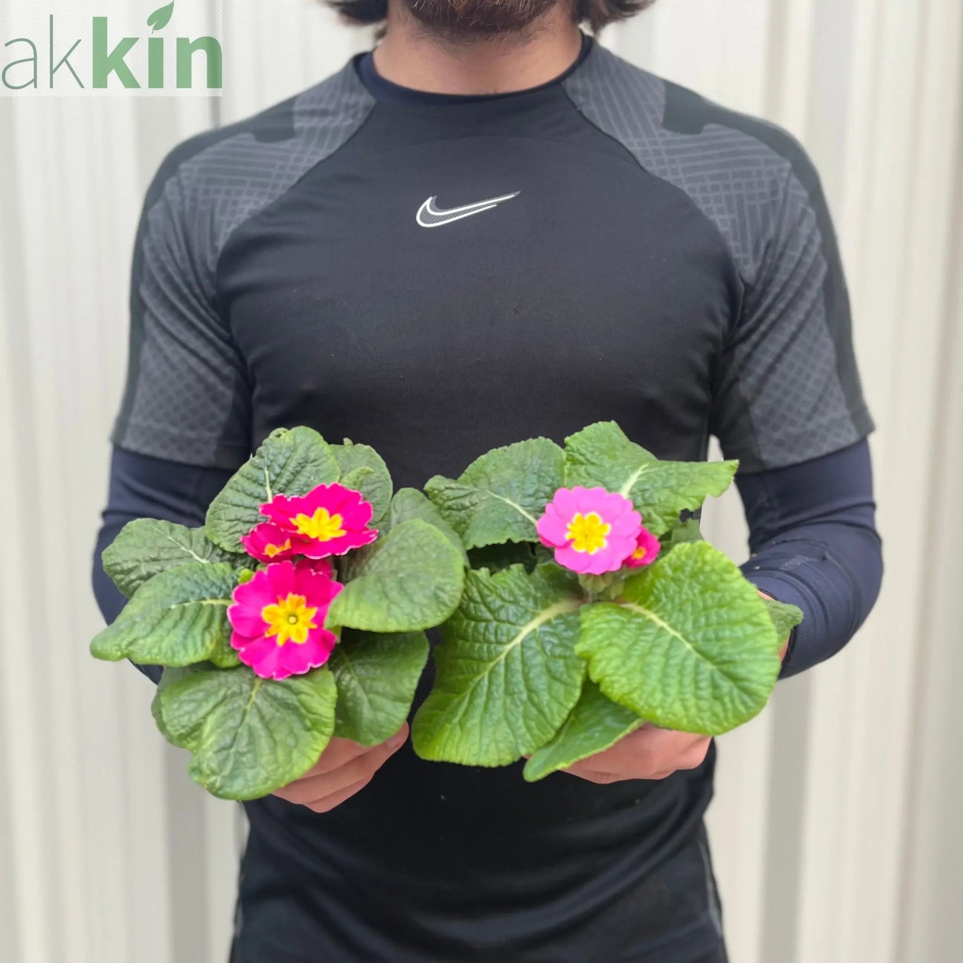 3 x 9cm Primula Pots | Primula/Primroses One Click Plants