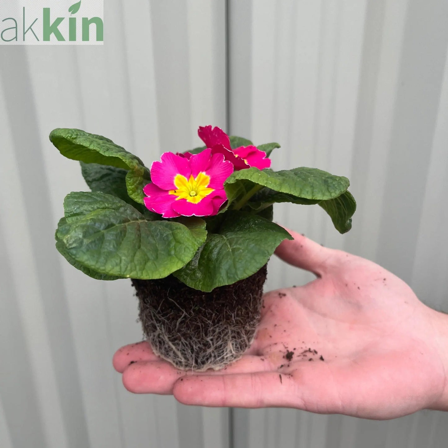 3 x 9cm Primula Pots | Primula/Primroses One Click Plants