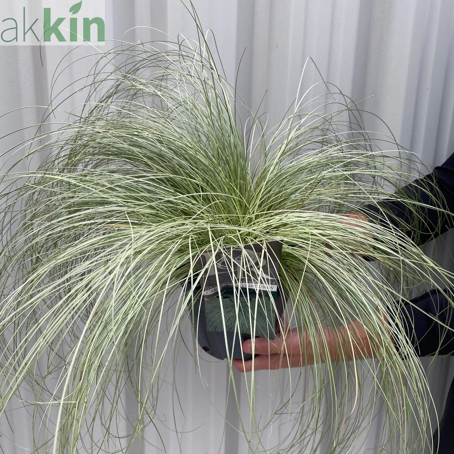 Carex Grass 'Frosted Curls' 9cm/2L One Click Plants
