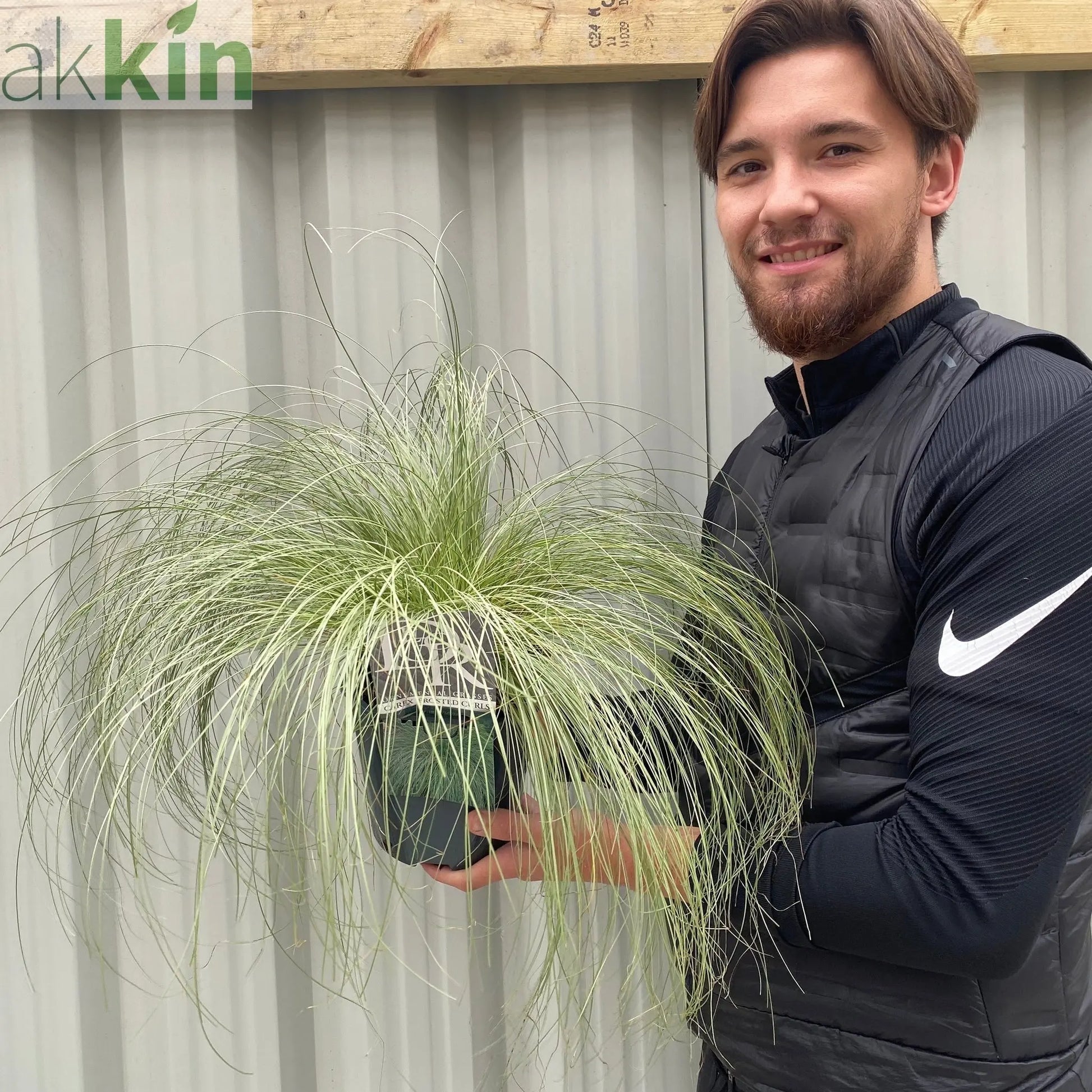 Carex Grass 'Frosted Curls' 9cm/2L One Click Plants