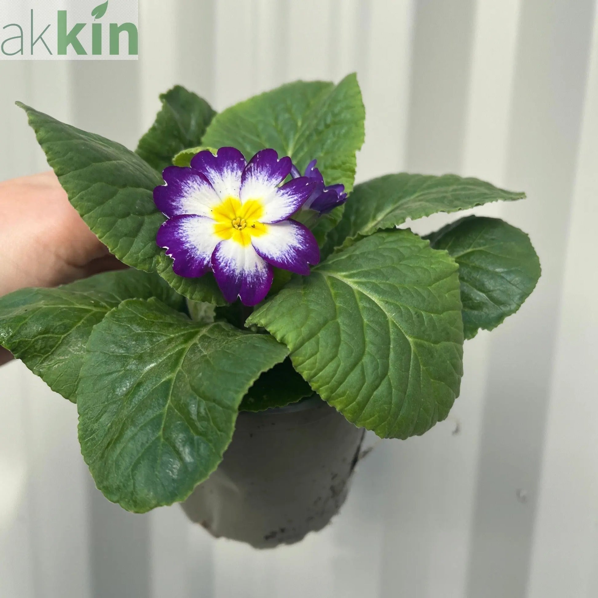 3 x 9cm Primula Pots | Primula/Primroses One Click Plants