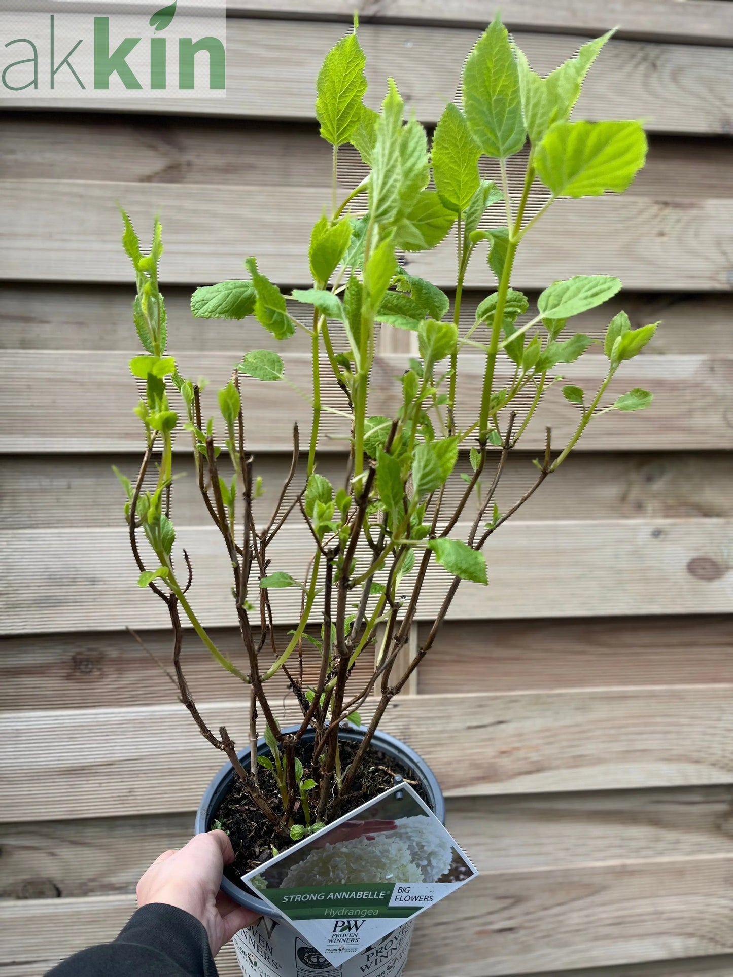 Hydrangea arborescens 'Incrediball' / 'Strong Annabelle' 3L / 5L / 7.5L / 10L / 20L One Click Plants