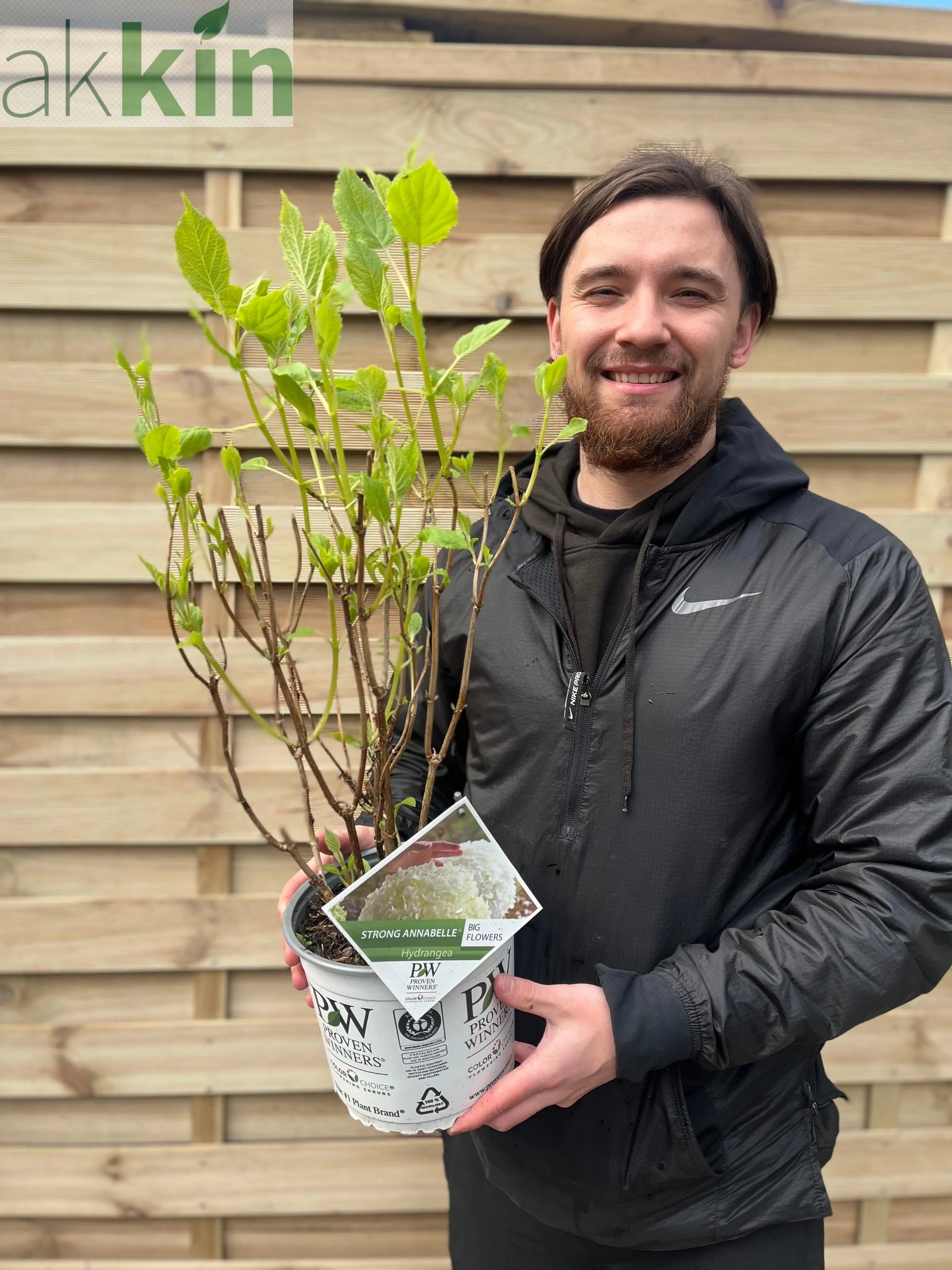 Hydrangea arborescens 'Incrediball' / 'Strong Annabelle' 3L / 5L / 7.5L / 10L / 20L One Click Plants