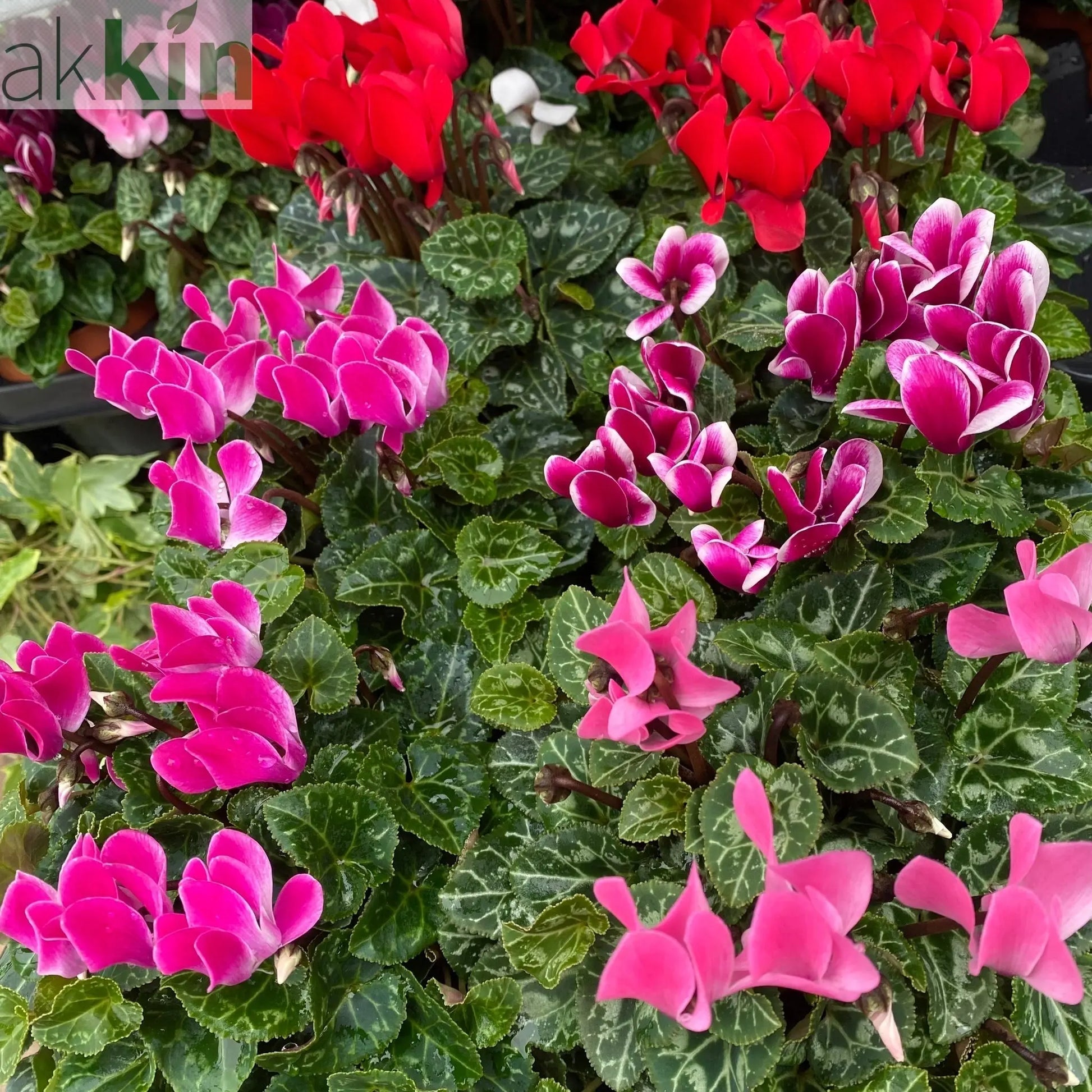 Cyclamen Mix of 3 Plants (3 x 9cm Pots) One Click Plants