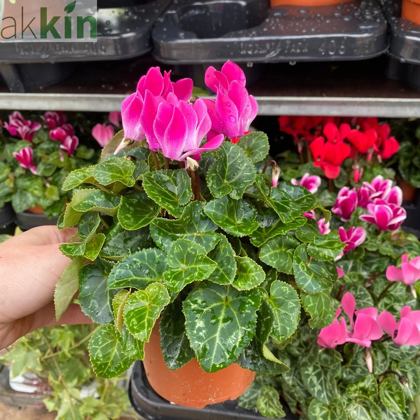 Cyclamen Mix of 3 Plants (3 x 9cm Pots) One Click Plants