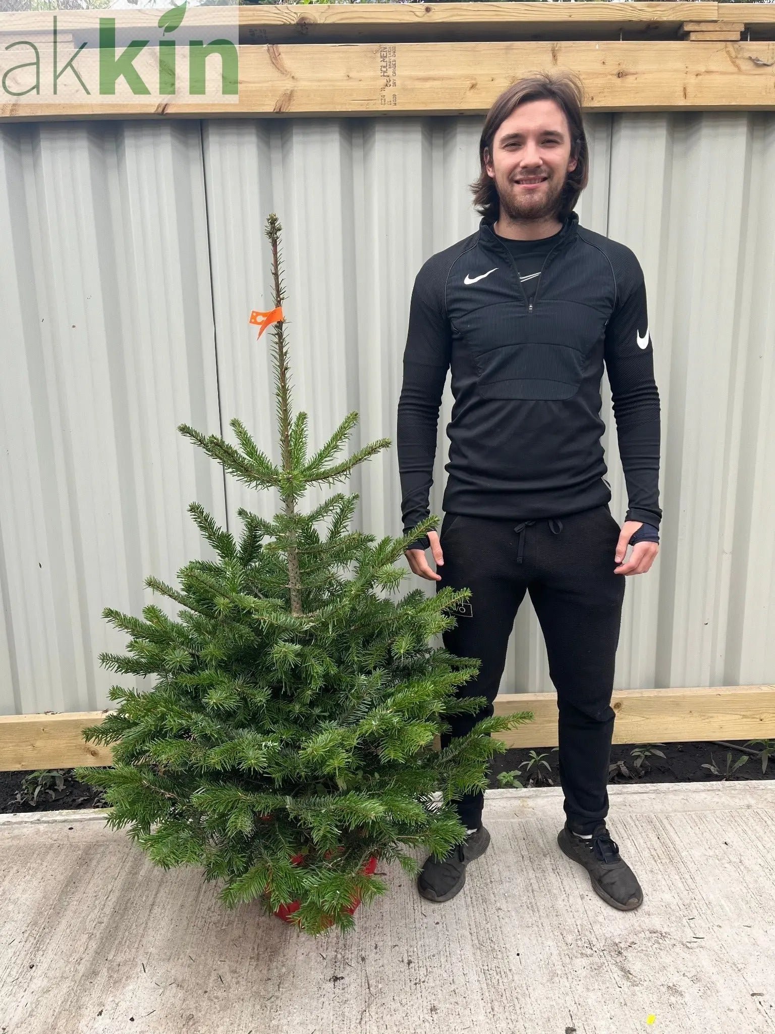 Nordmann Fir Pot Grown Christmas Tree | 1.5 - 1.6m One Click Plants