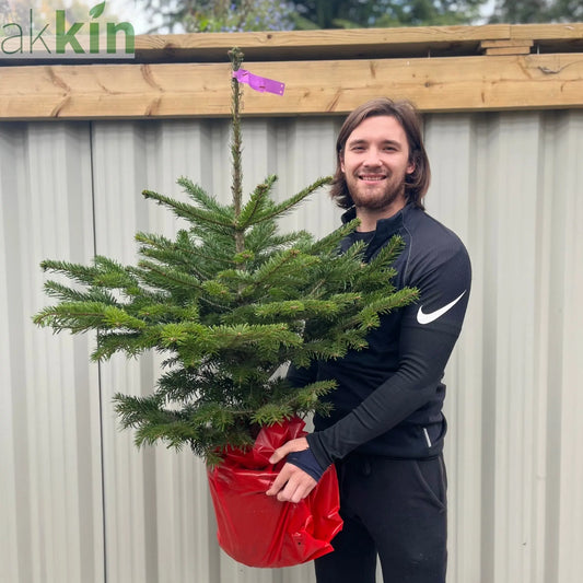 Nordmann Fir Pot Grown Christmas Tree | 100-120cm One Click Plants