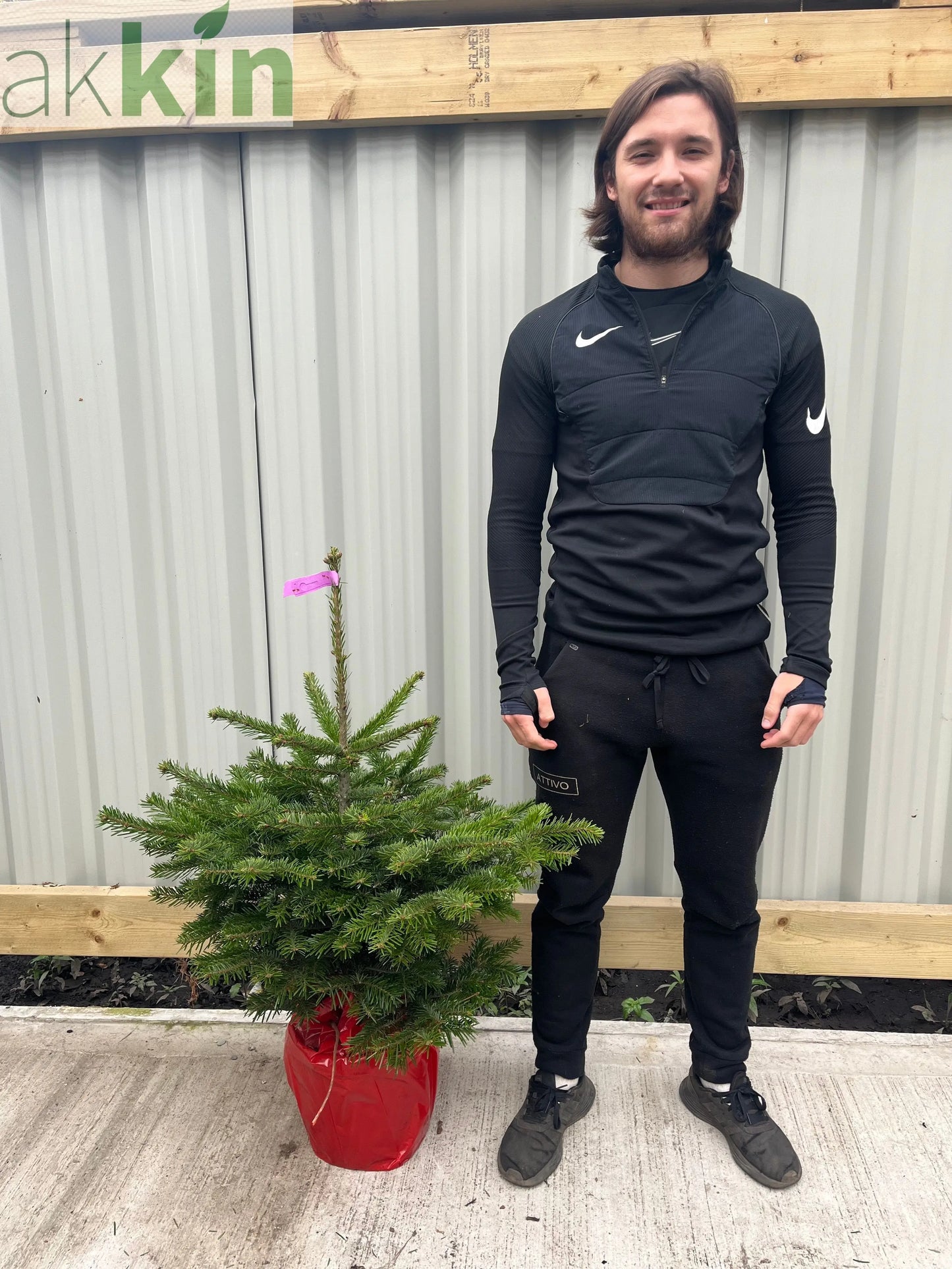 Nordmann Fir Pot Grown Christmas Tree | 100-120cm One Click Plants