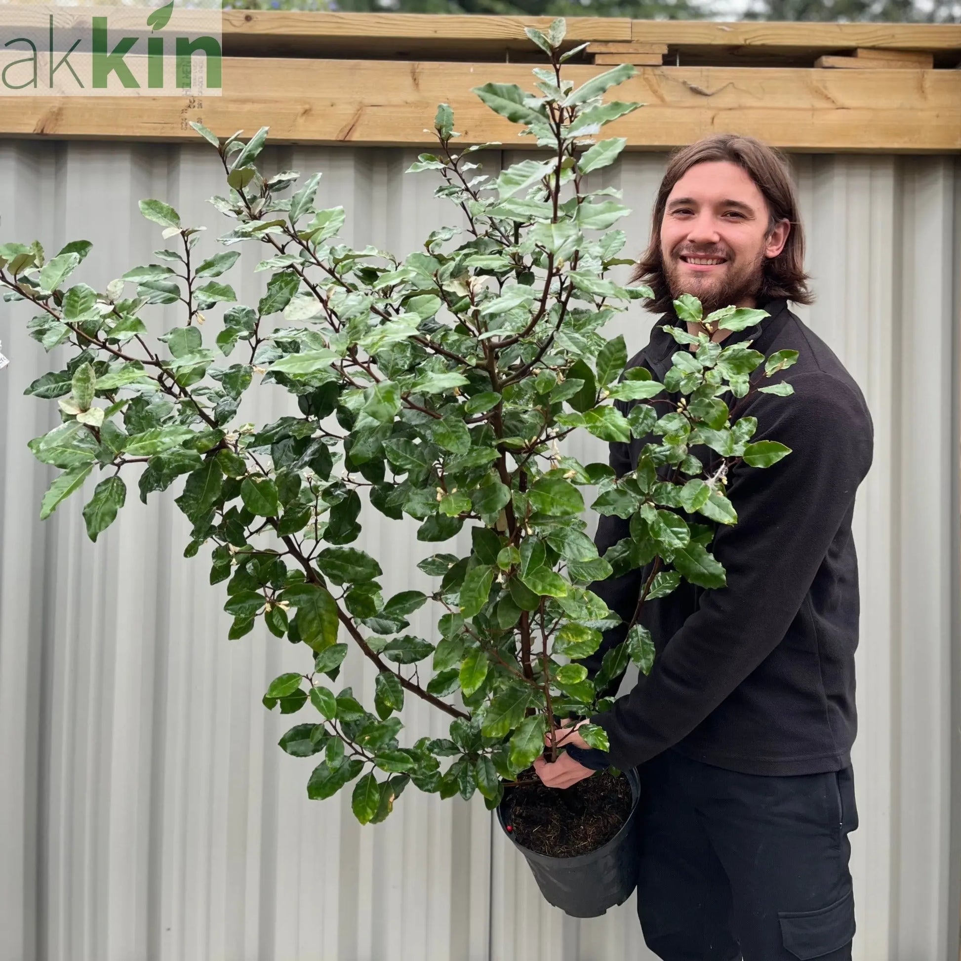 Elaeagnus x ebbingei Compacta (Multibuy Offers Available) One Click Plants