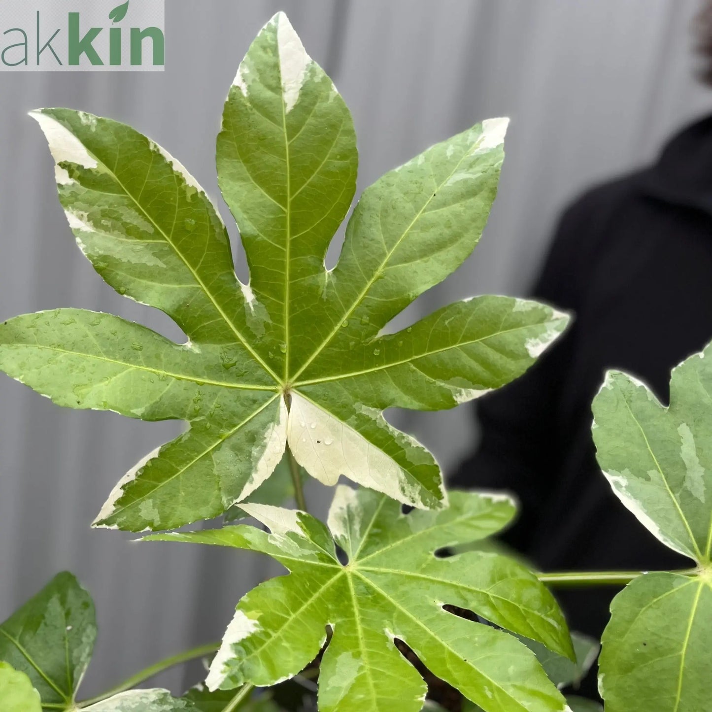 Fatsia japonica variegata | 2L Growers Pot One Click Plants