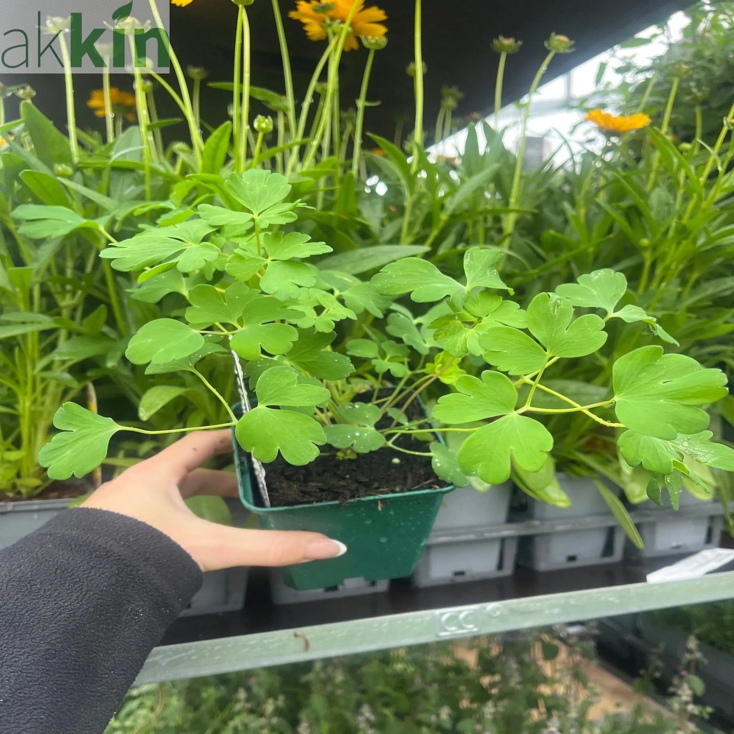 Aquilegia earlybird  Red/Yellow 9cm One Click Plants