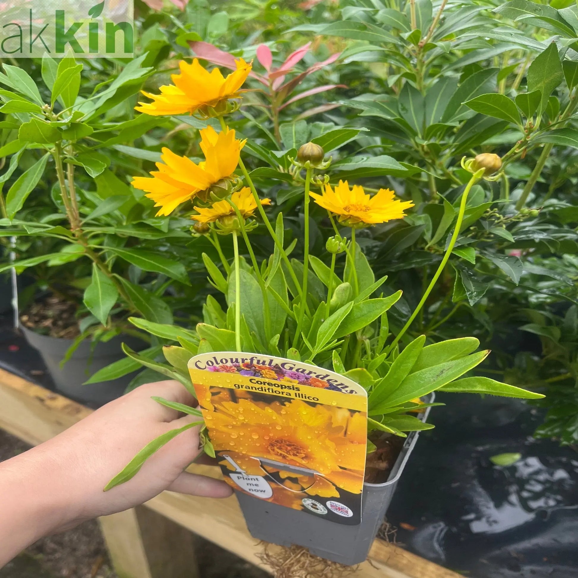 Coreopsis grandiflora 'Illico' 9cm/1.5L One Click Plants