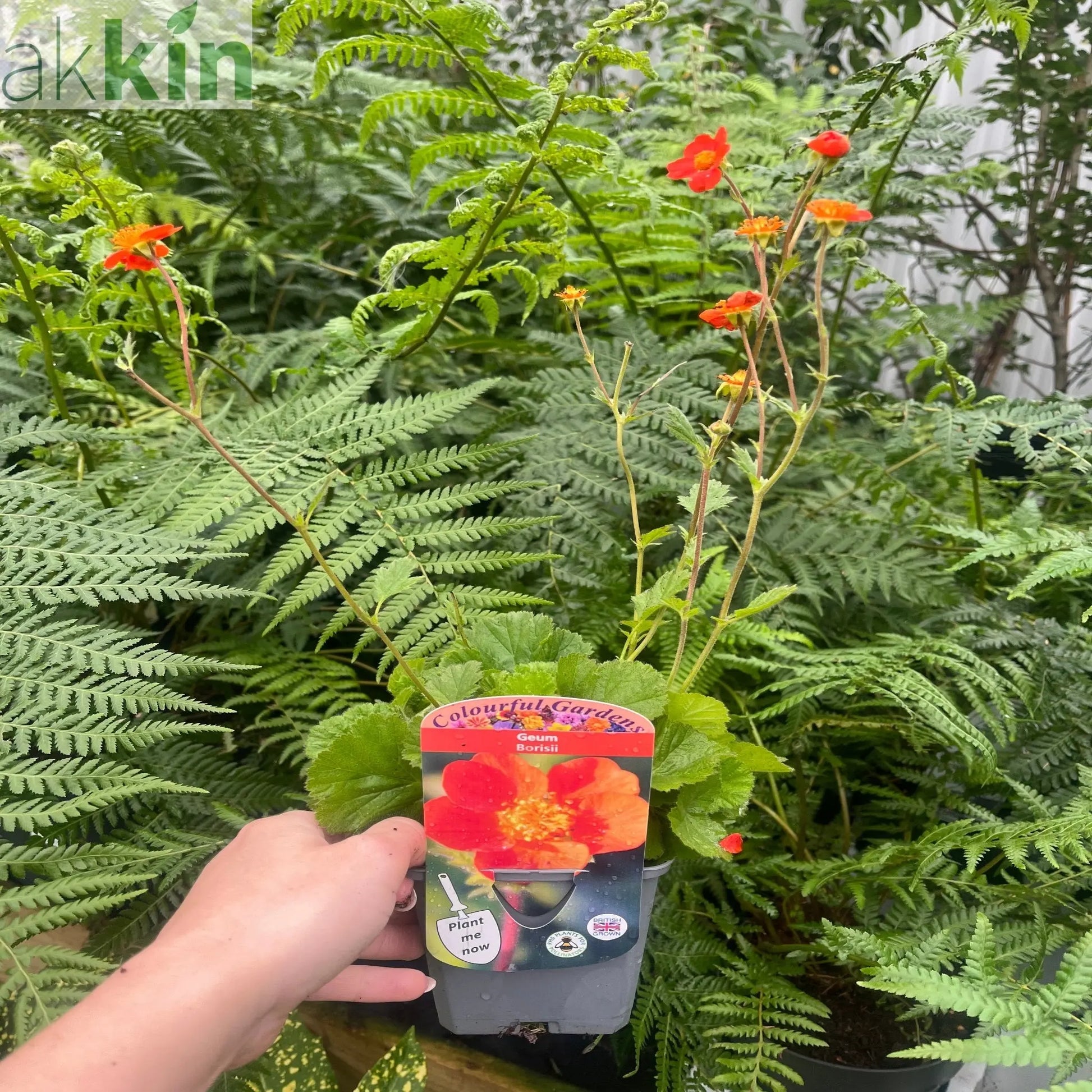 Geum Borisii 9cm One Click Plants