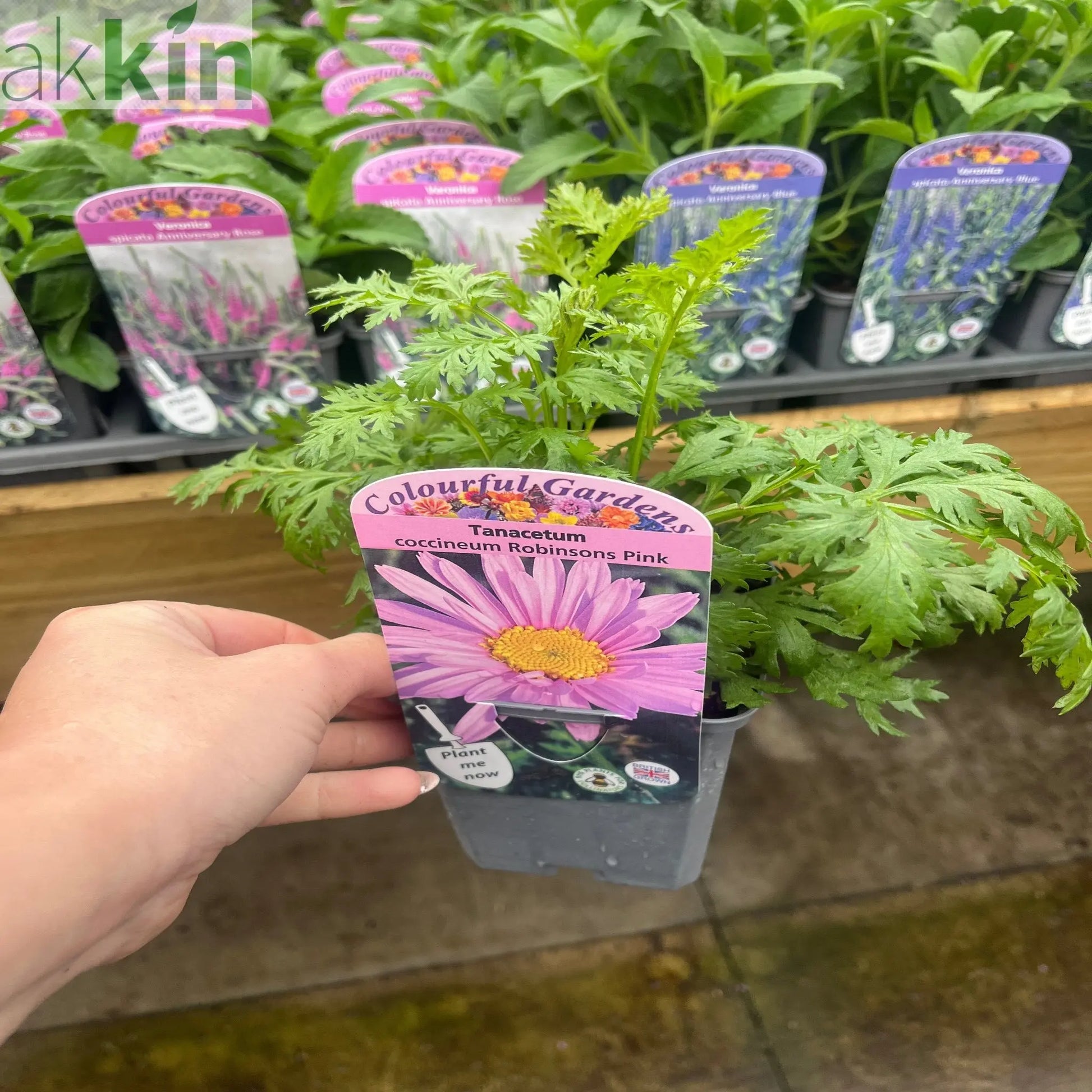 Tanacetum coccineum 'Robinson's Pink' 9cm One Click Plants