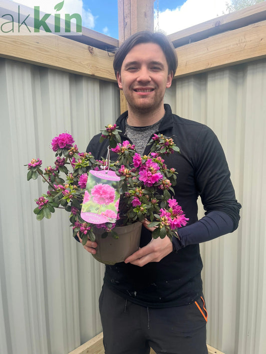 Azalea japonica 'Multiflora Purper' 1.5L One Click Plants