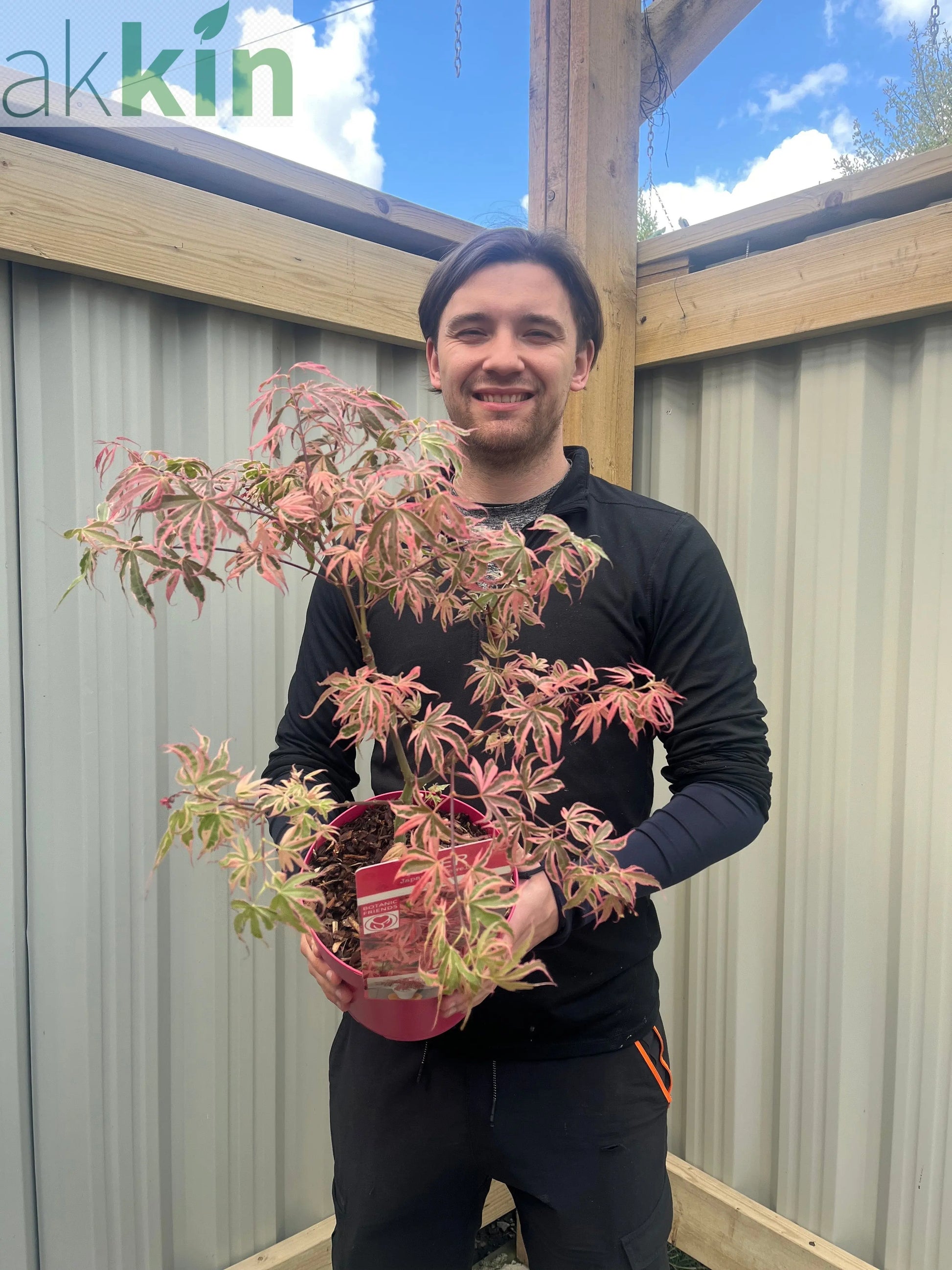 Acer palmatum 'Shirazz' 3L One Click Plants