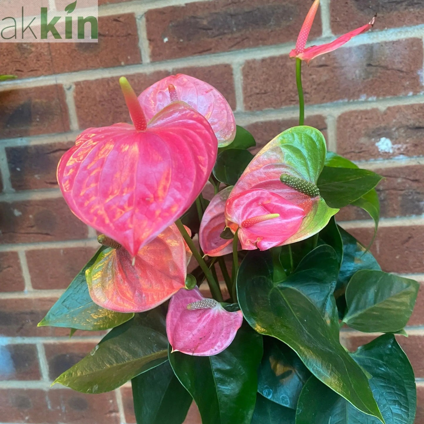 Anthurium - Candy Floss Pink One Click Plants