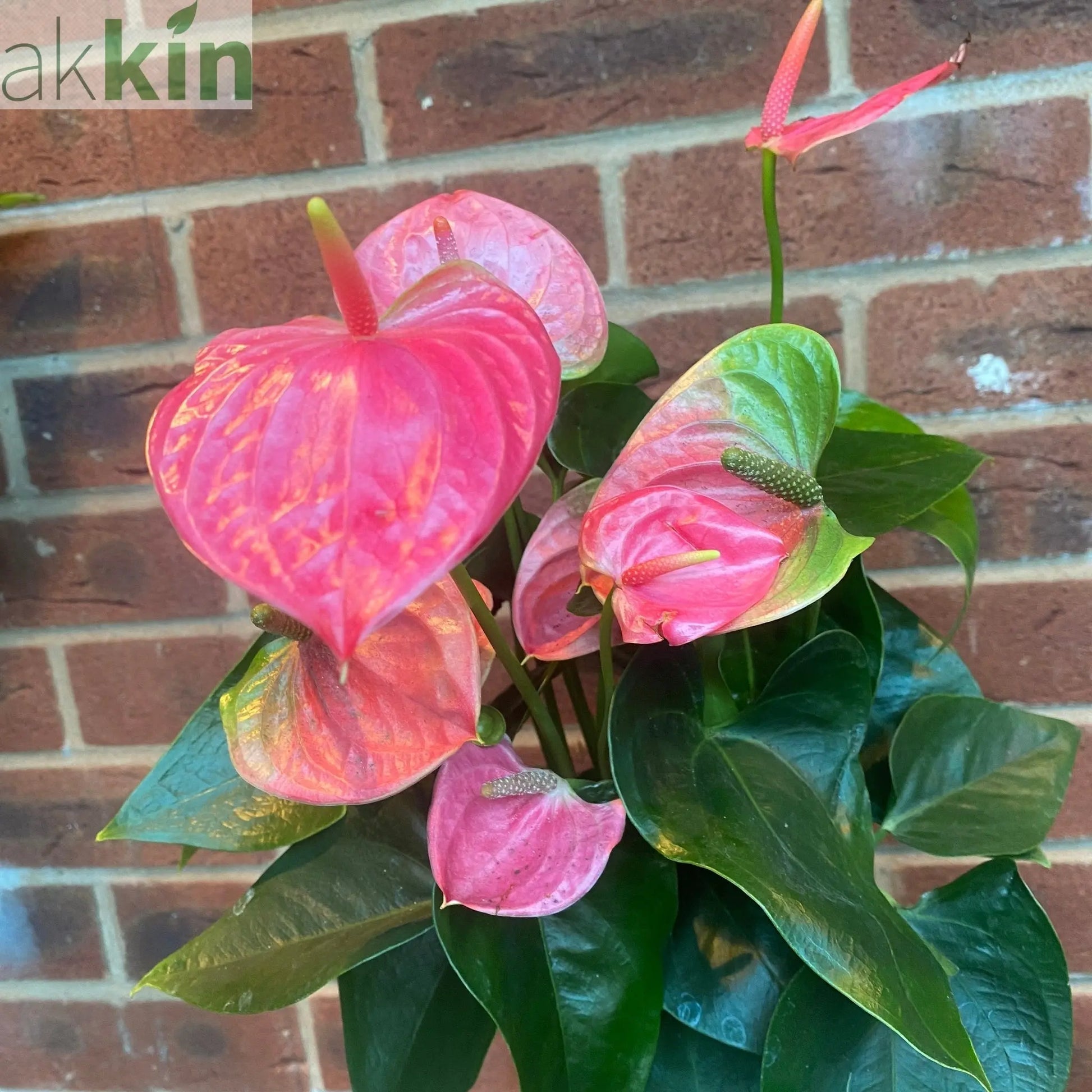 Anthurium - Candy Floss Pink One Click Plants