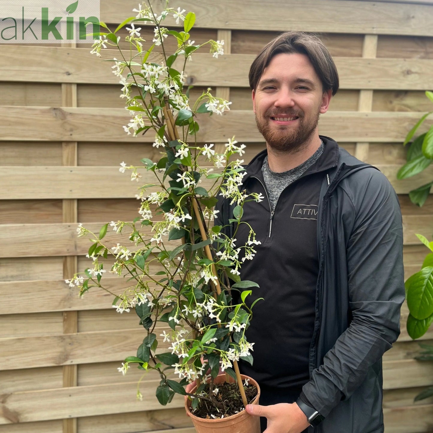 Trachelospermum jasminoides | Evergreen Star Jasmine Cone One Click Plants
