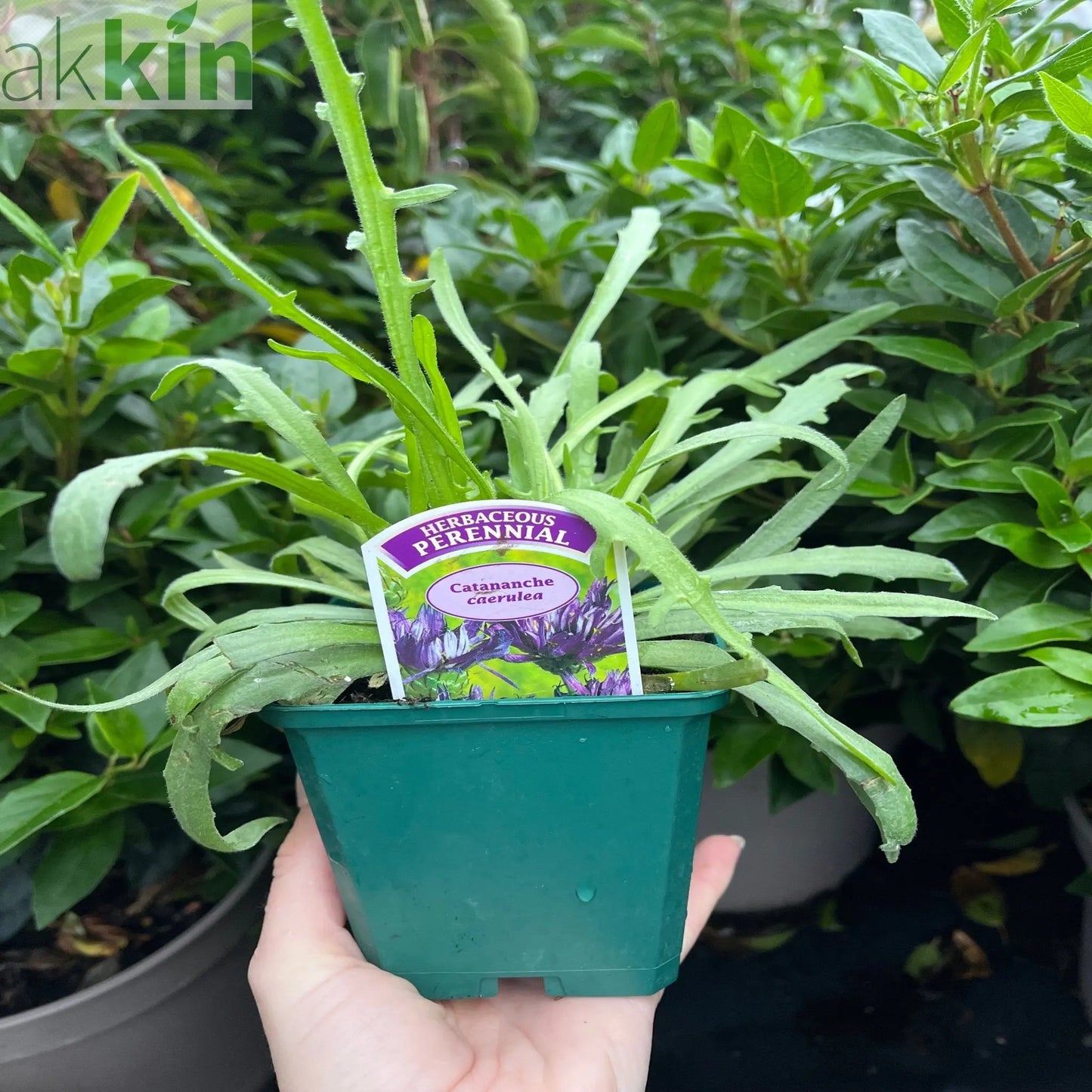Catananche caerulea 9cm/2L One Click Plants