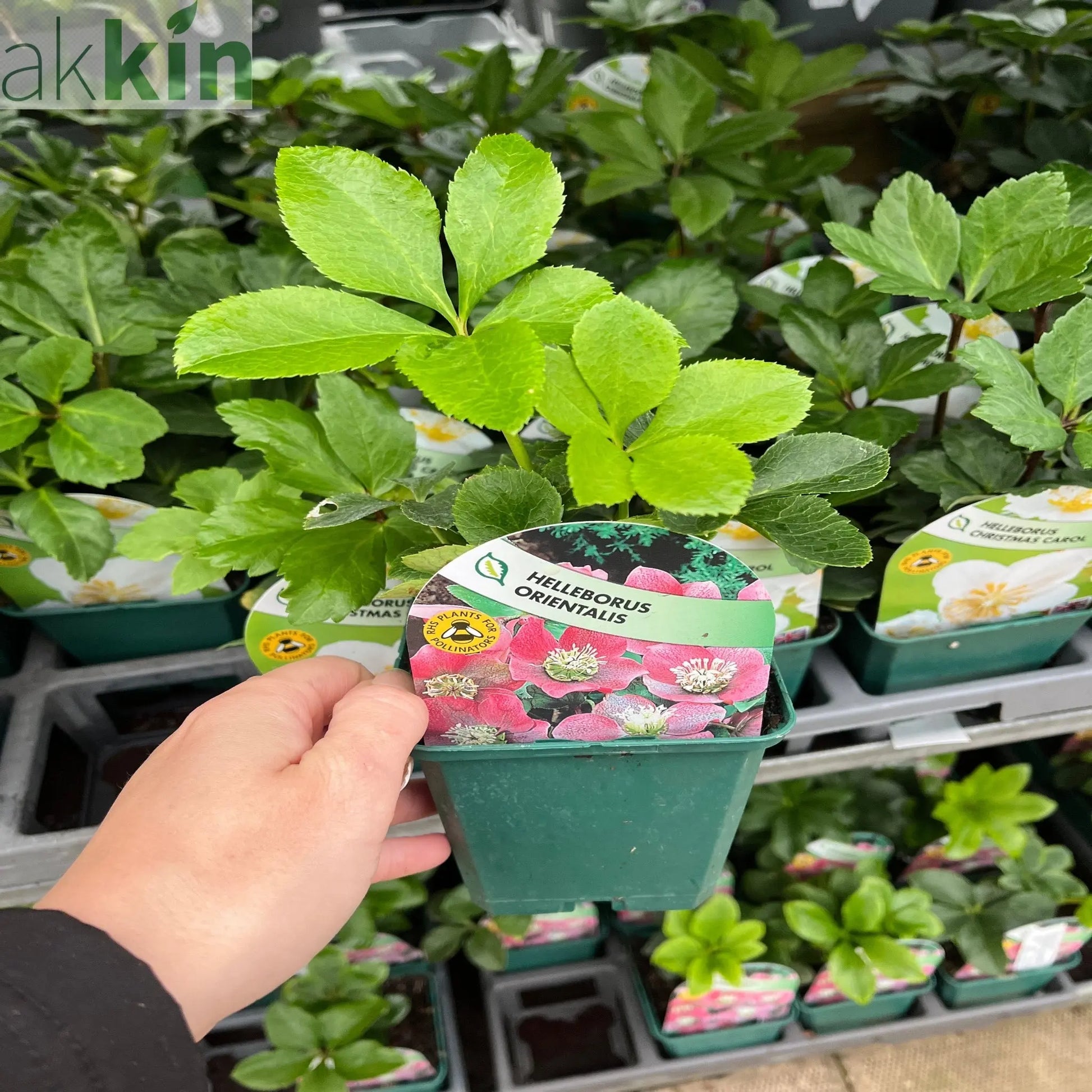 Hellebore/Helleborus orientalis - Pink (9cm) One Click Plants